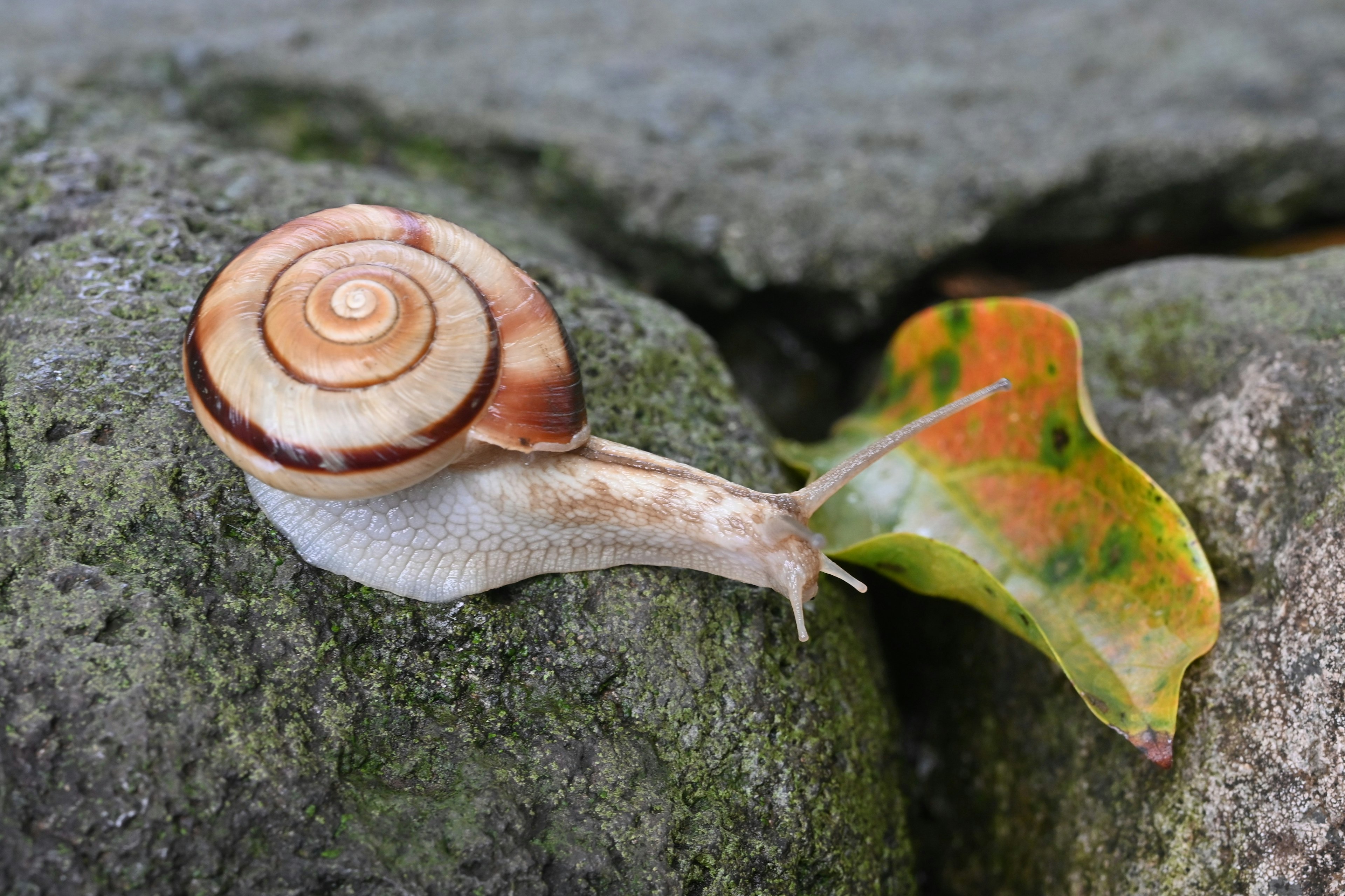 Escargot brun sur une roche avec une feuille verte à proximité