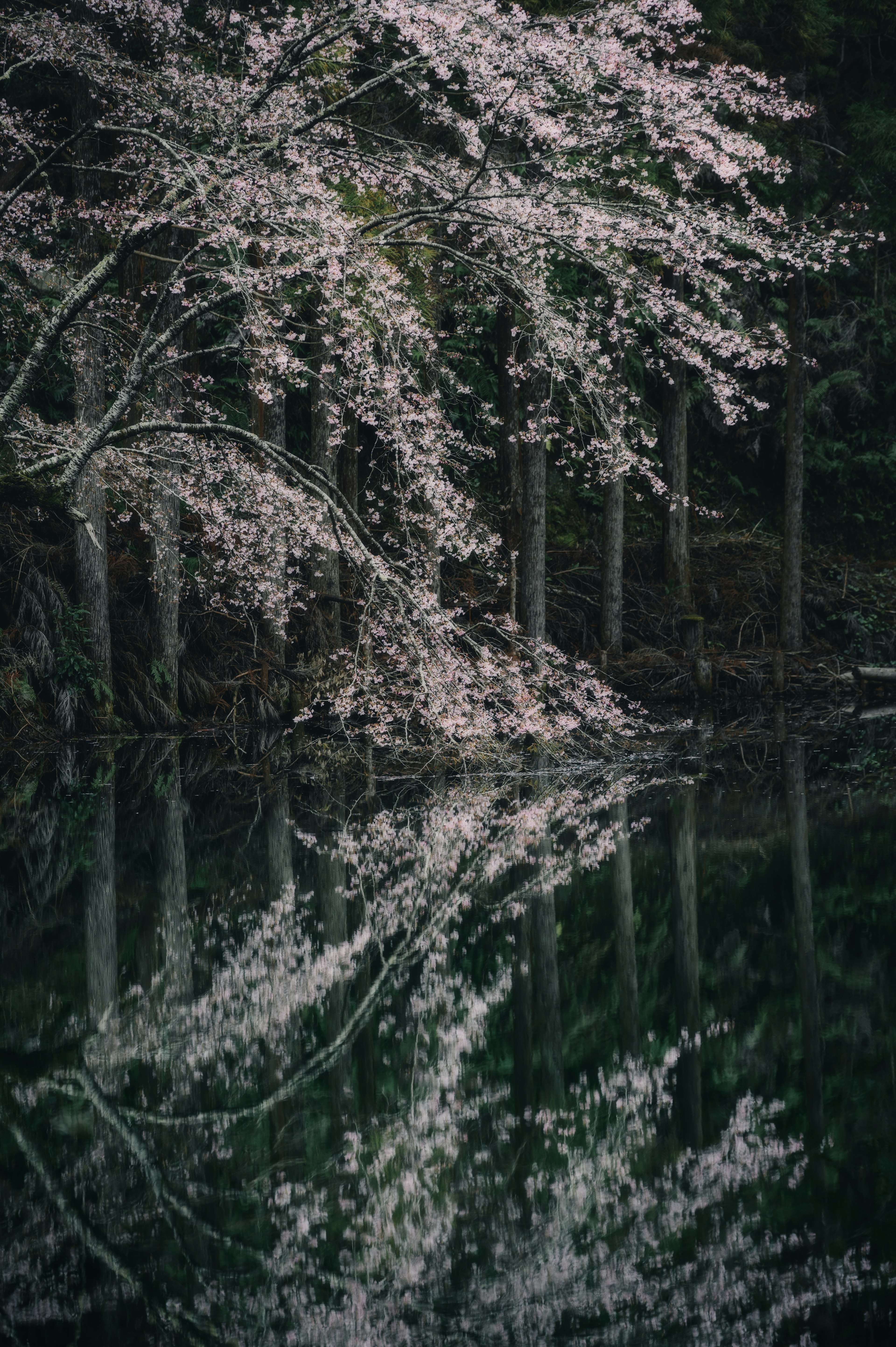 Beautiful view of cherry blossoms reflecting on a tranquil lake