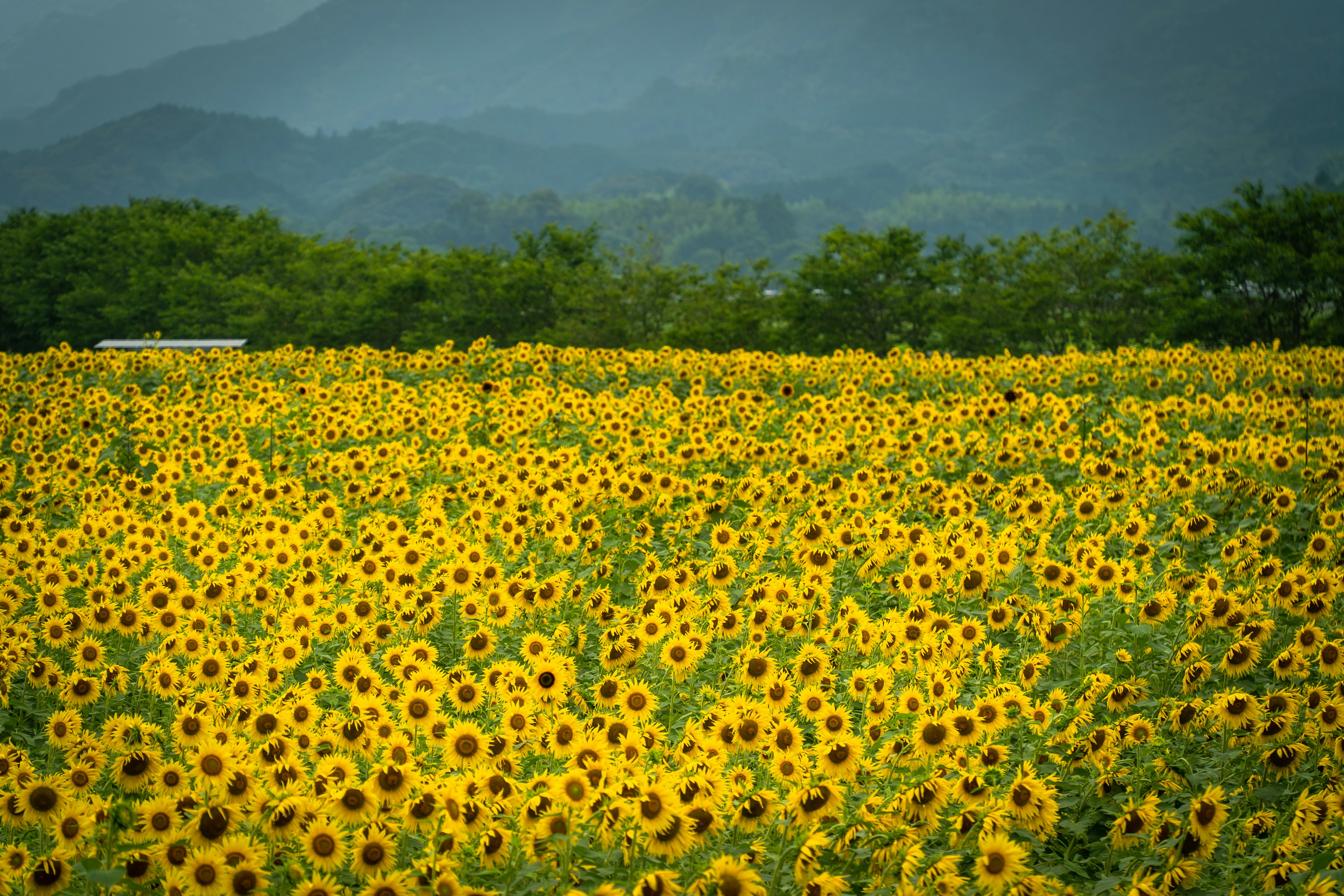 Champ de tournesols vaste avec des montagnes en arrière-plan