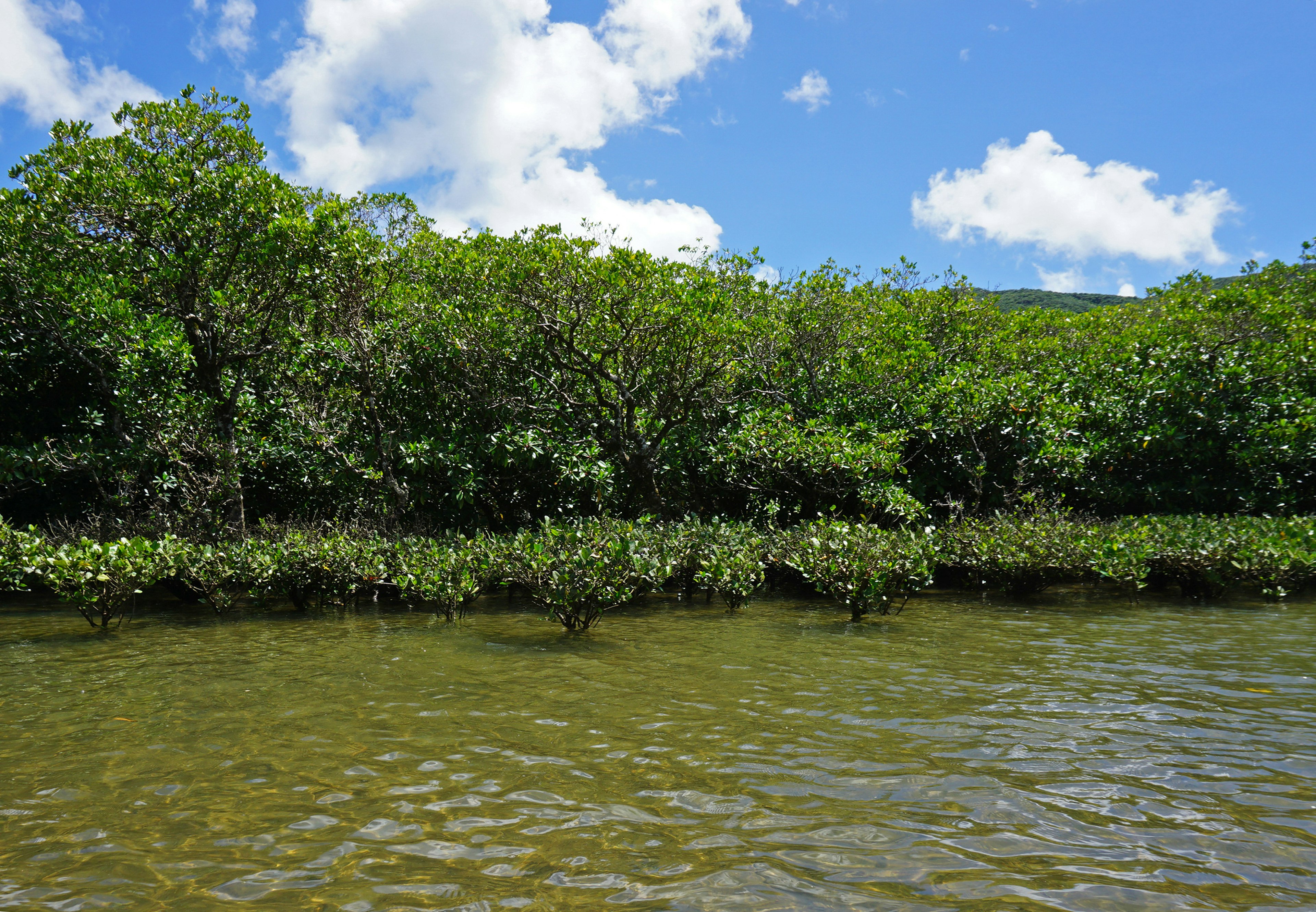 Mangrove wetlands under a blue sky with white clouds