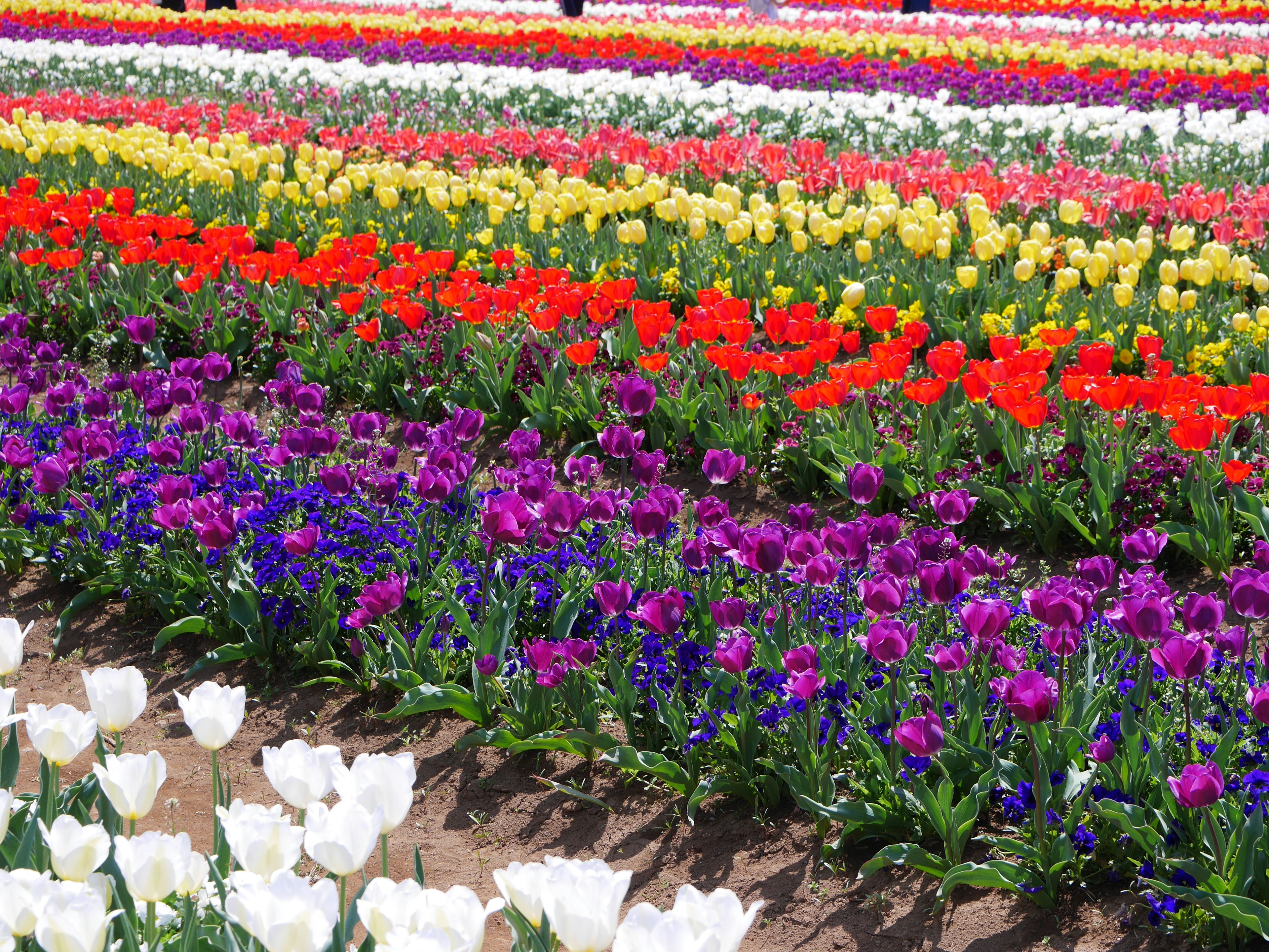 Campo di tulipani vibrante con varie colorazioni e file di fiori