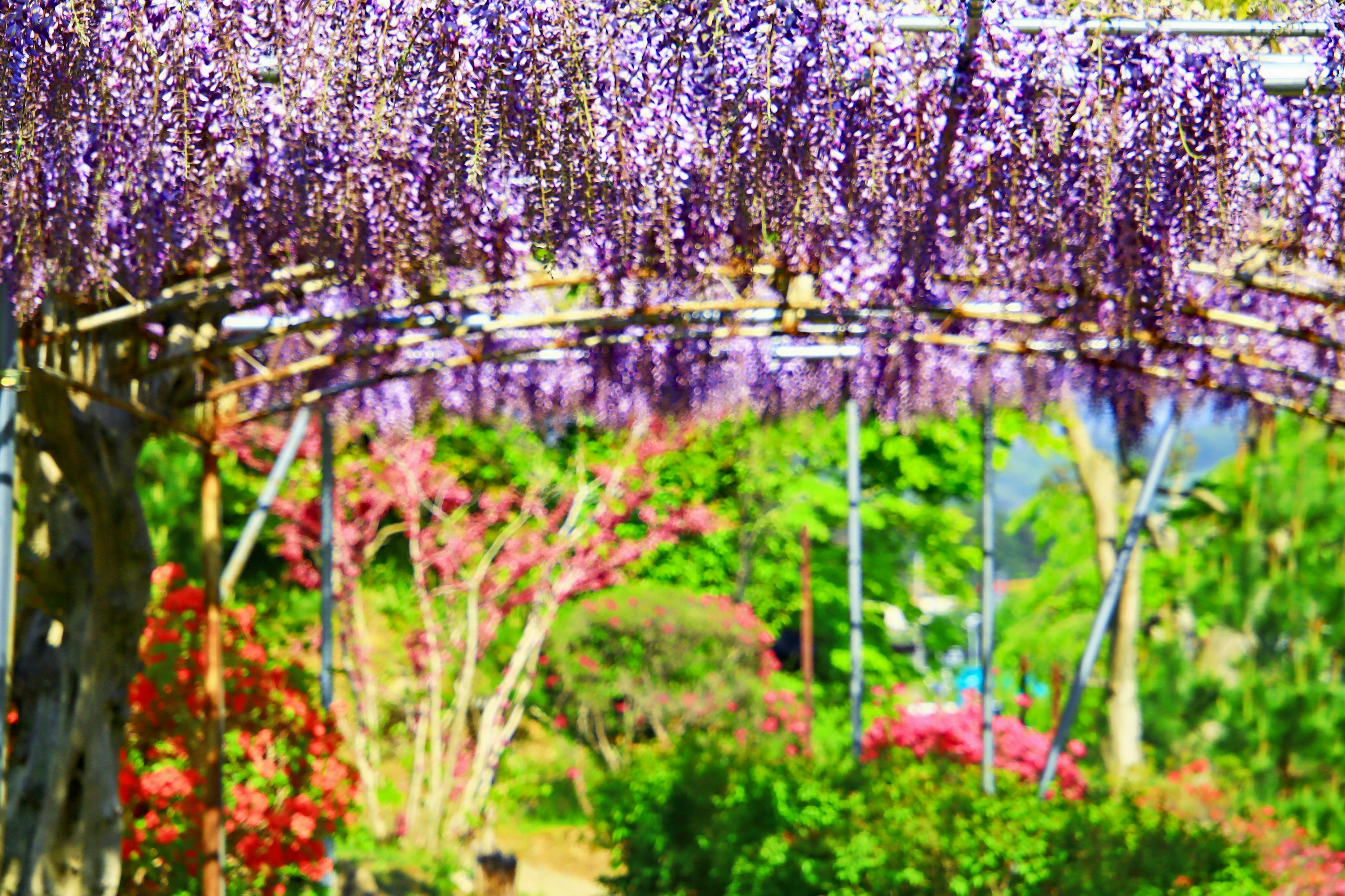 Pemandangan taman yang cerah dengan teralis wisteria dihiasi bunga ungu dan pepohonan hijau subur