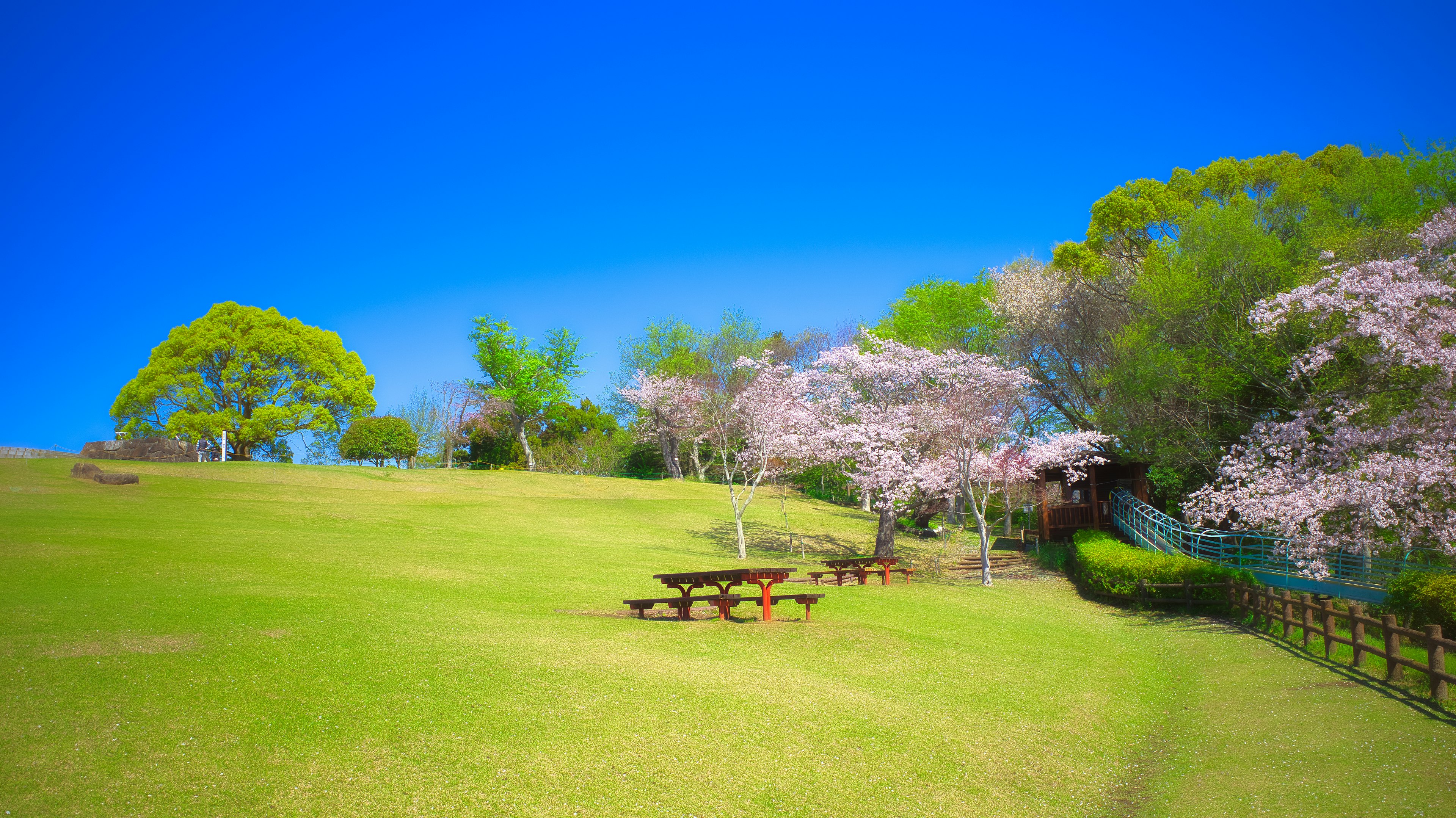 A green meadow with blooming cherry trees under a clear blue sky