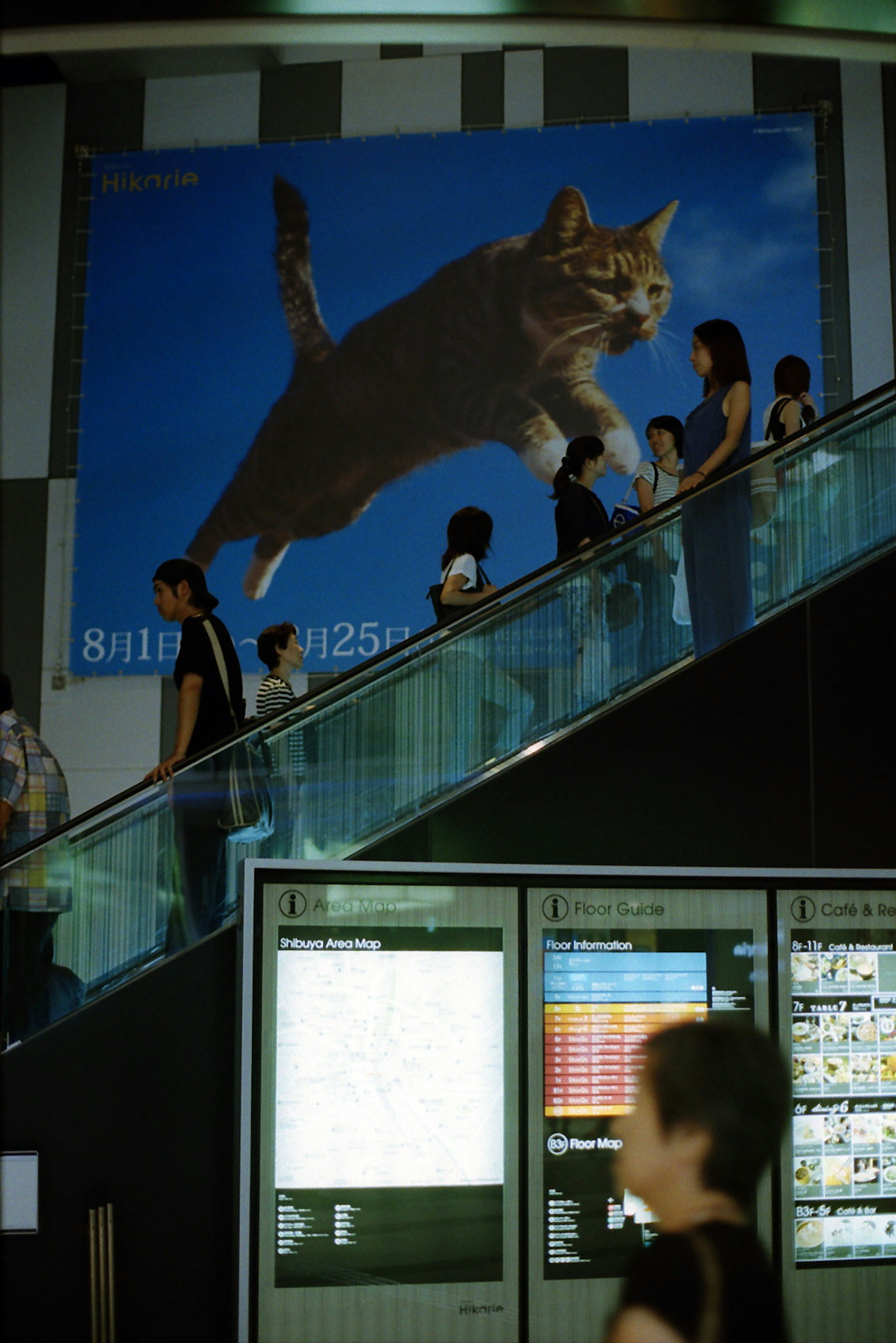 Menschen, die eine Rolltreppe hinaufsteigen, mit einer großen Katzenanzeige vor blauem Hintergrund