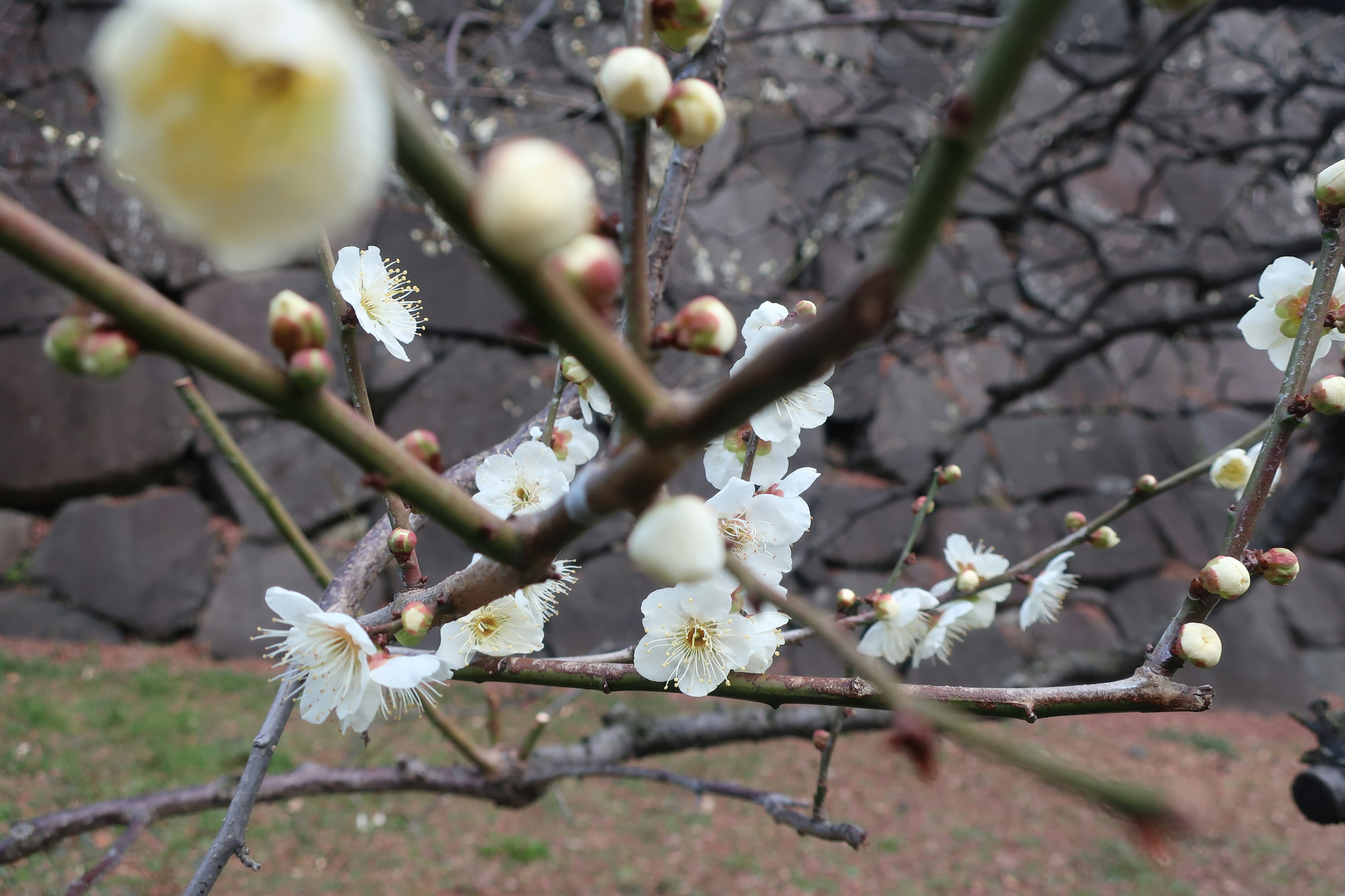 White plum blossoms and buds on branches against a rocky background