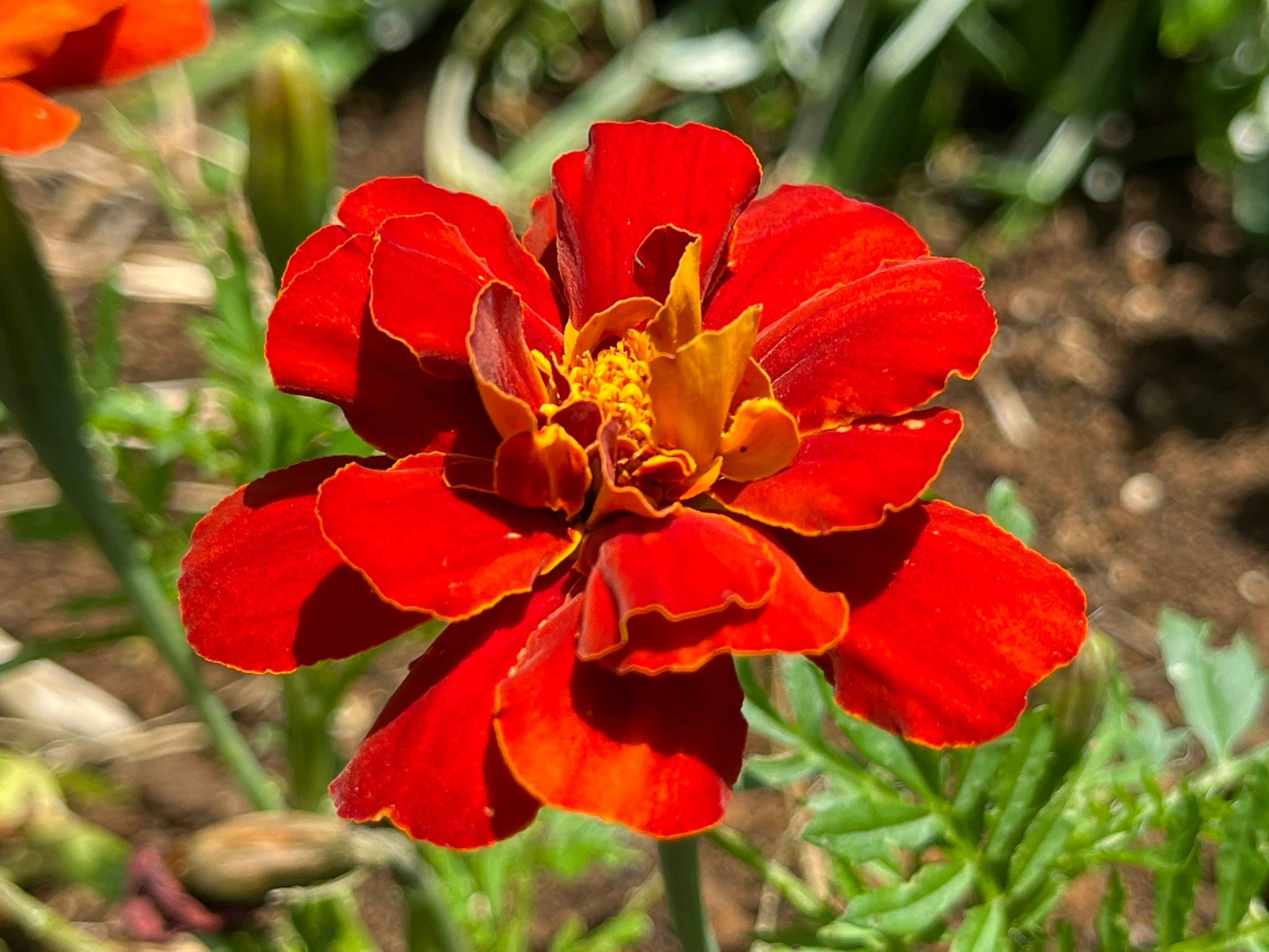 鮮やかな赤いマリーゴールドの花が咲いている