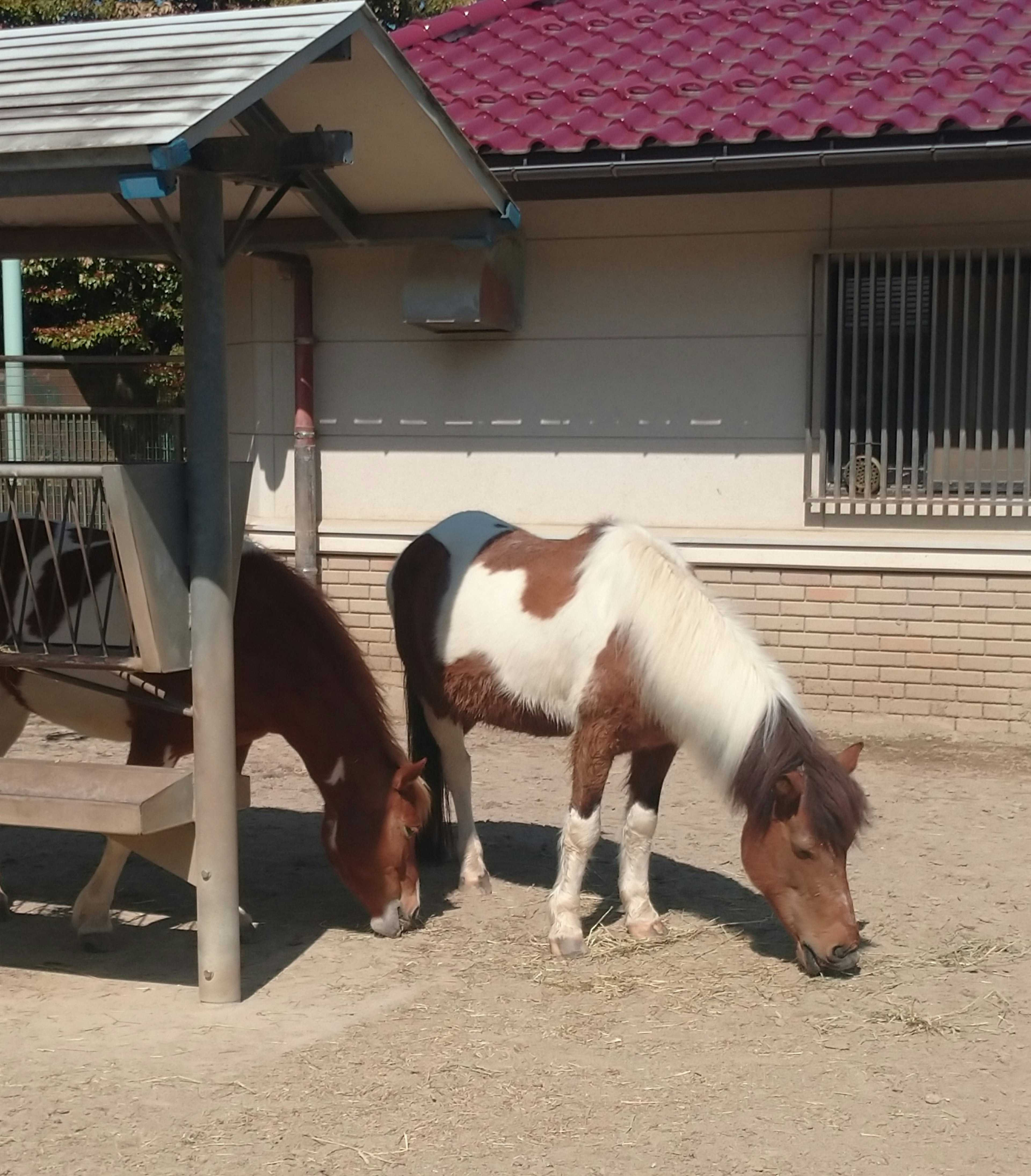 Deux chevaux miniatures broutent au soleil près d'une écurie