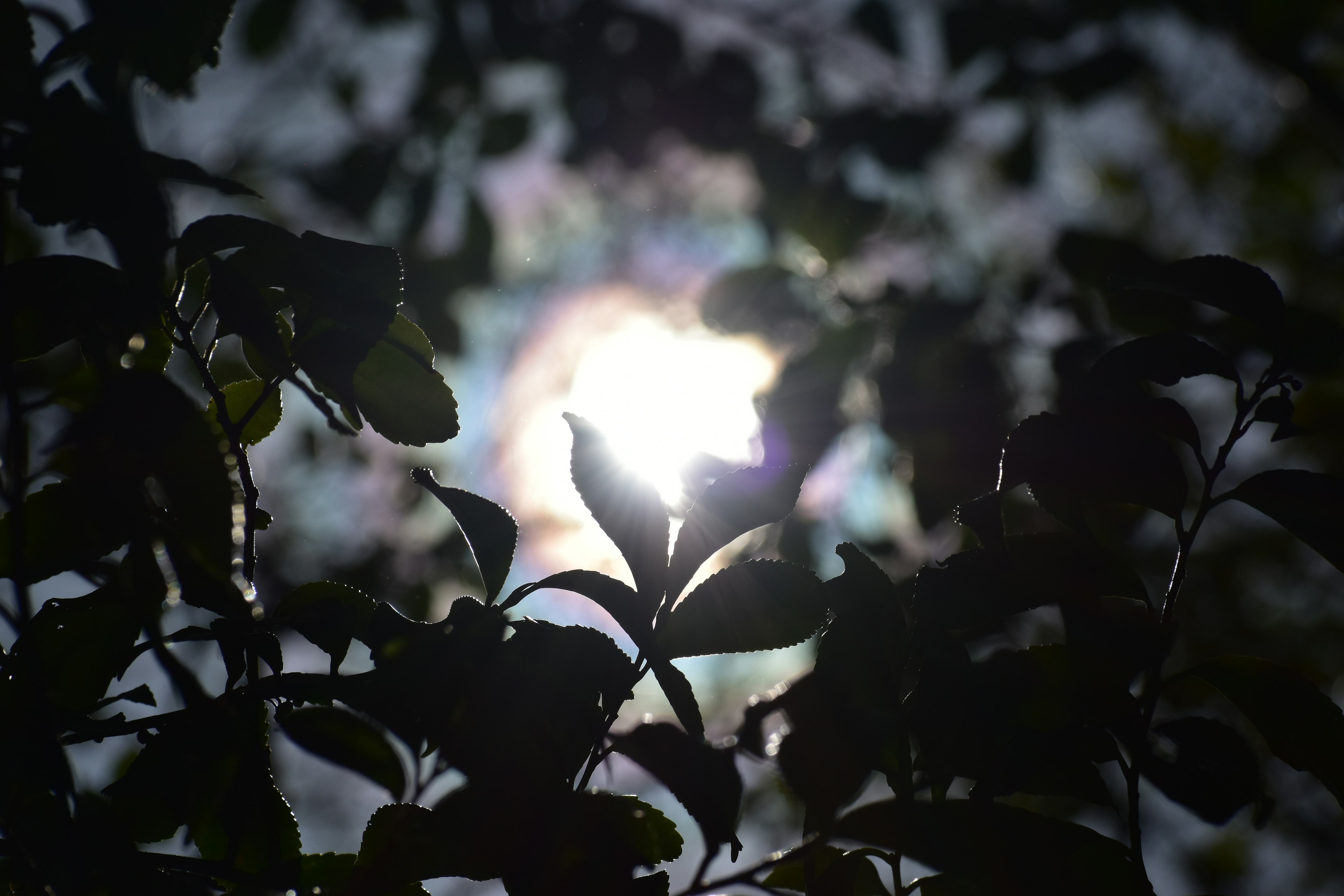 Sonnenlicht, das durch Blätter scheint und einen Silhouetteneffekt erzeugt