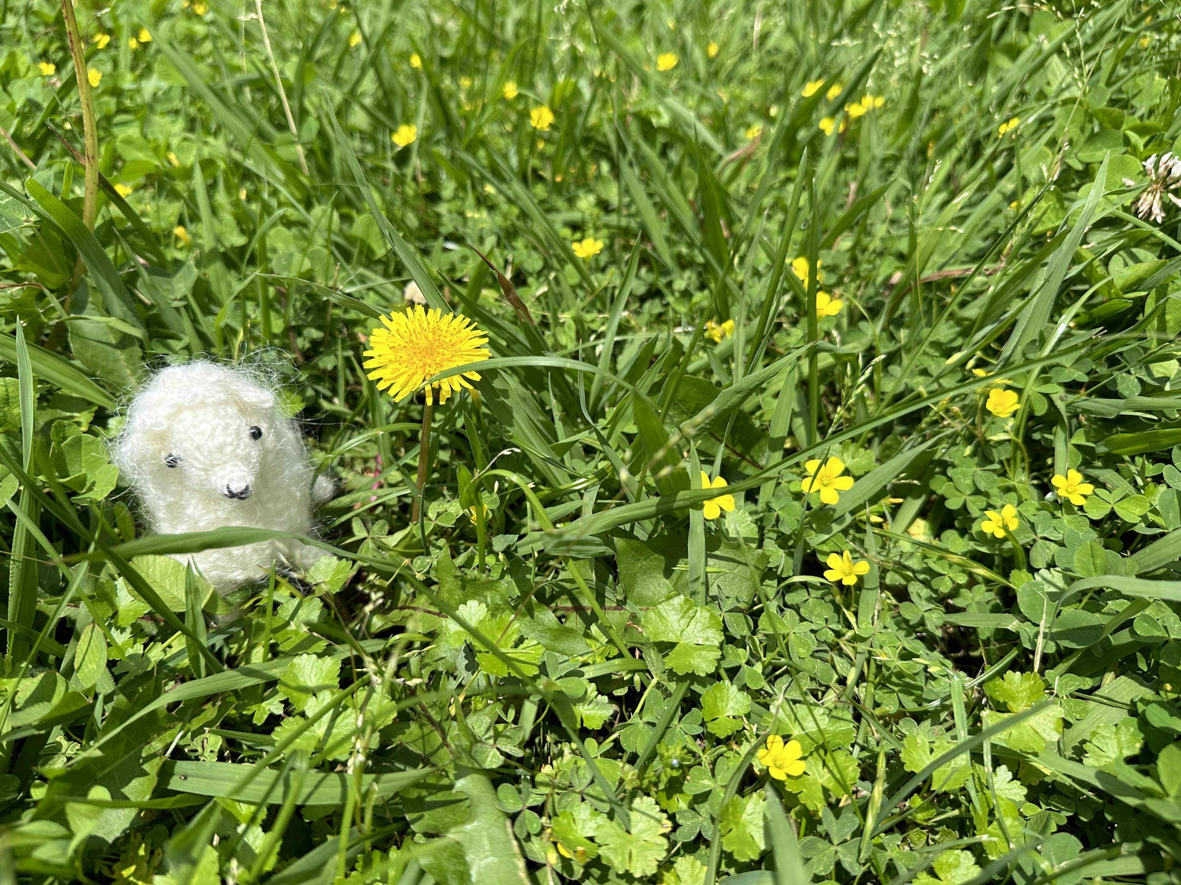 A white stuffed sheep among green grass and a yellow dandelion