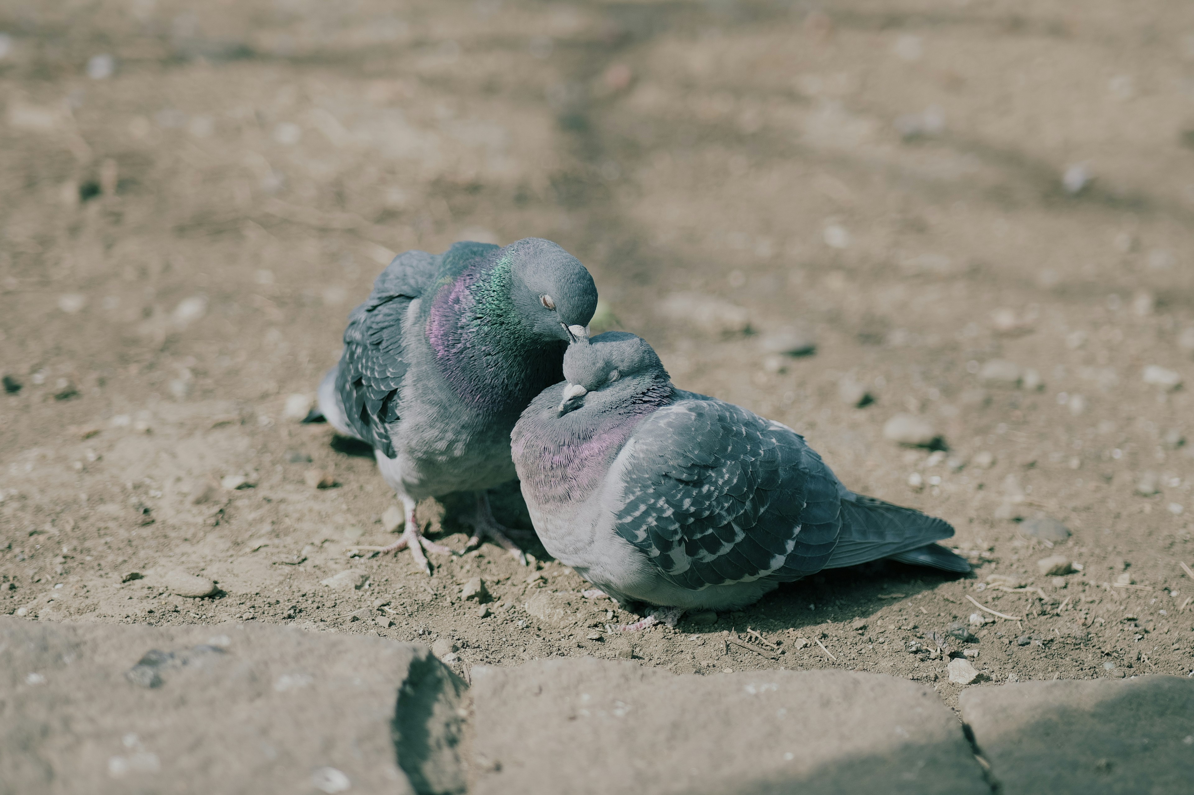 นกพิราบสองตัวกอดกันอยู่บนพื้น