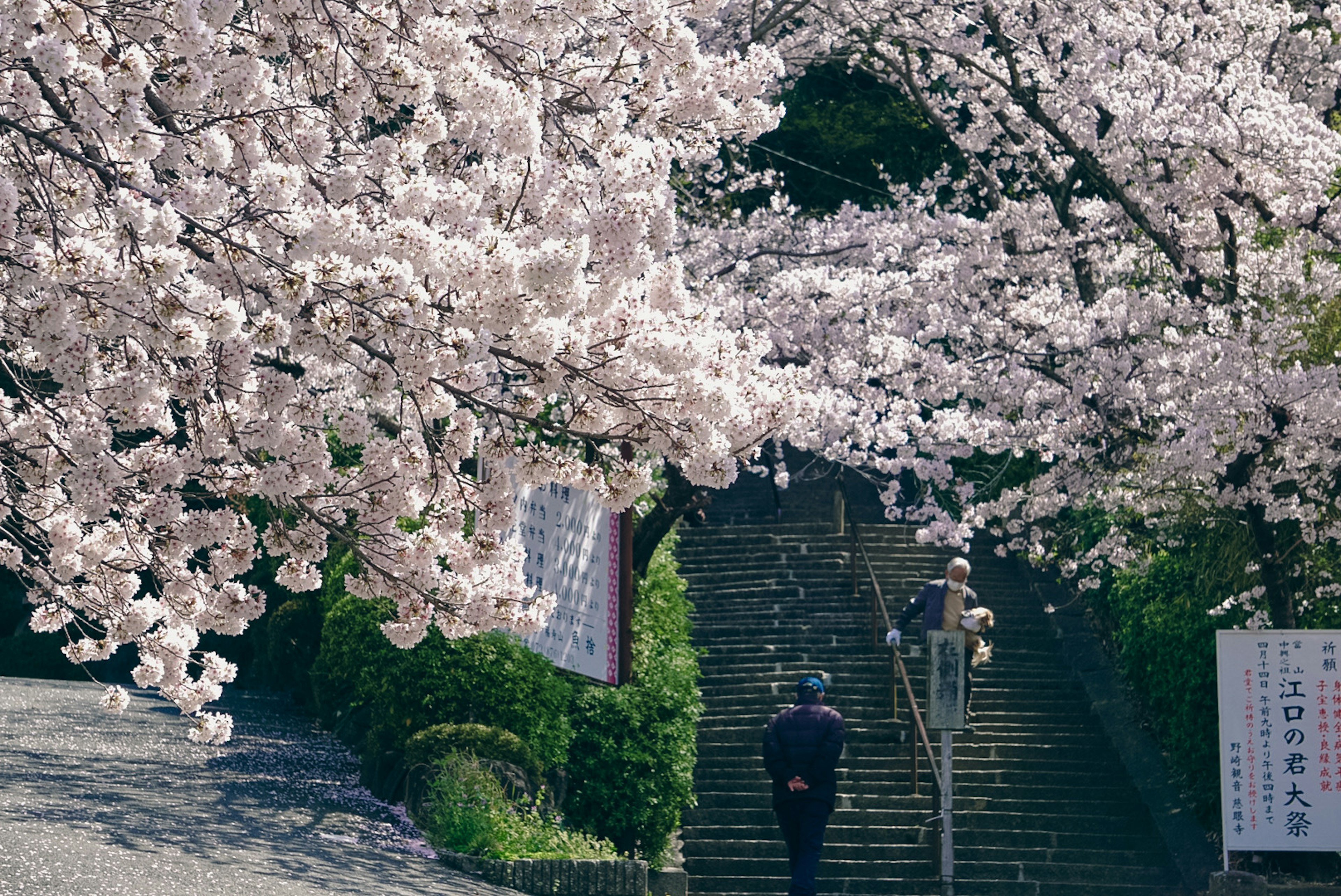 A person walking under cherry blossom trees near stairs