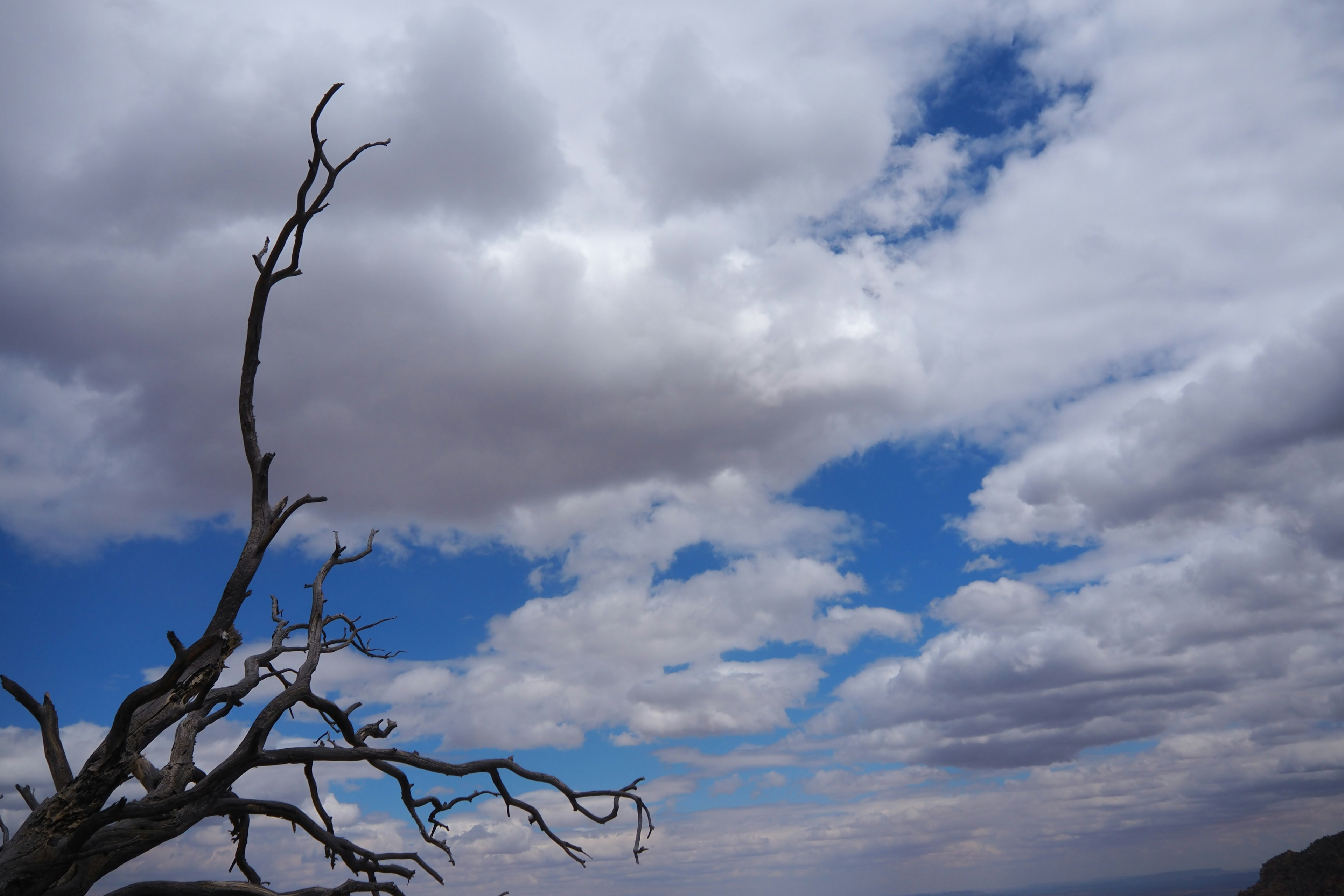 Ein kahler Baum silhouettiert vor einem strahlend blauen Himmel mit weißen Wolken