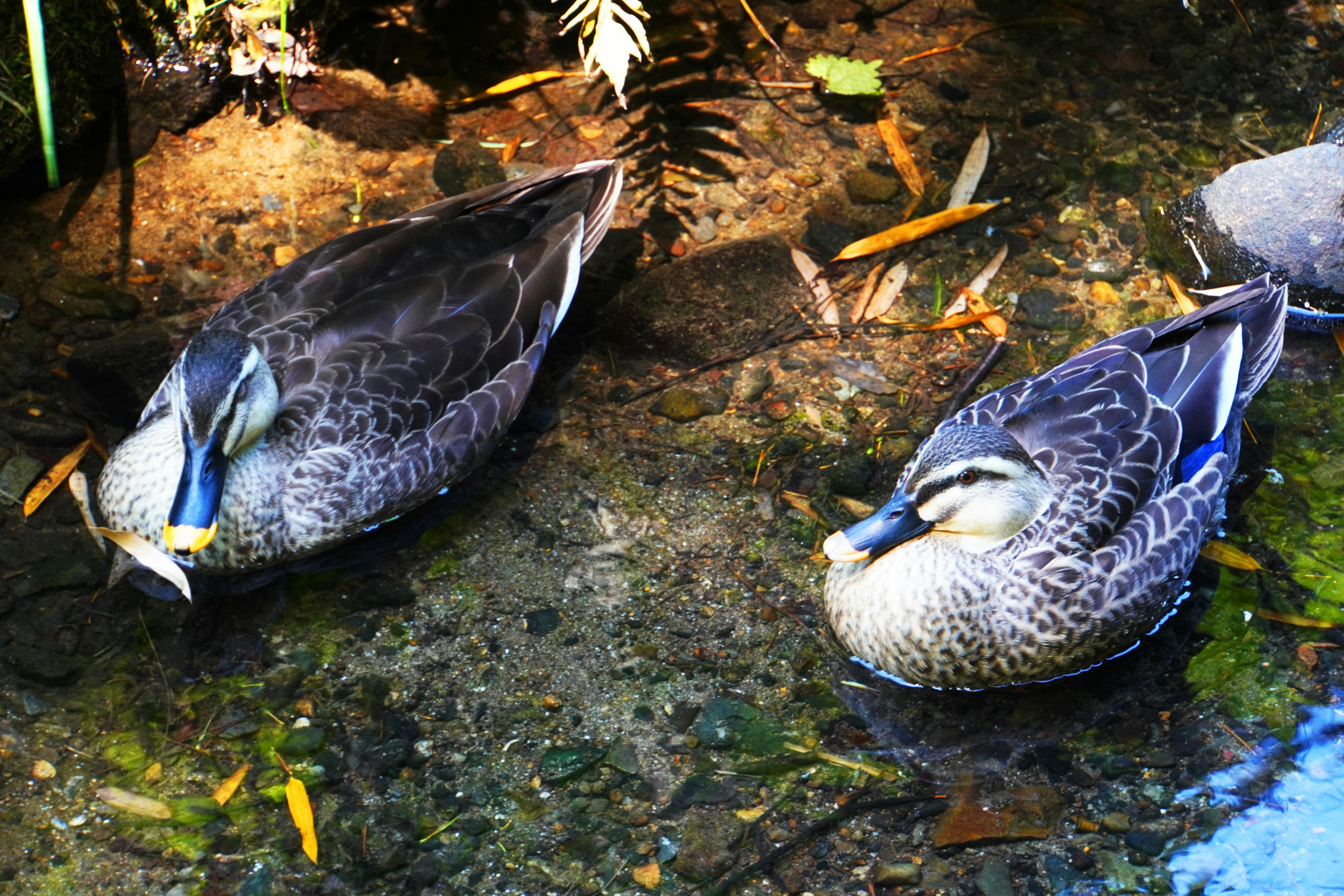 Two mallards resting peacefully by the water's edge