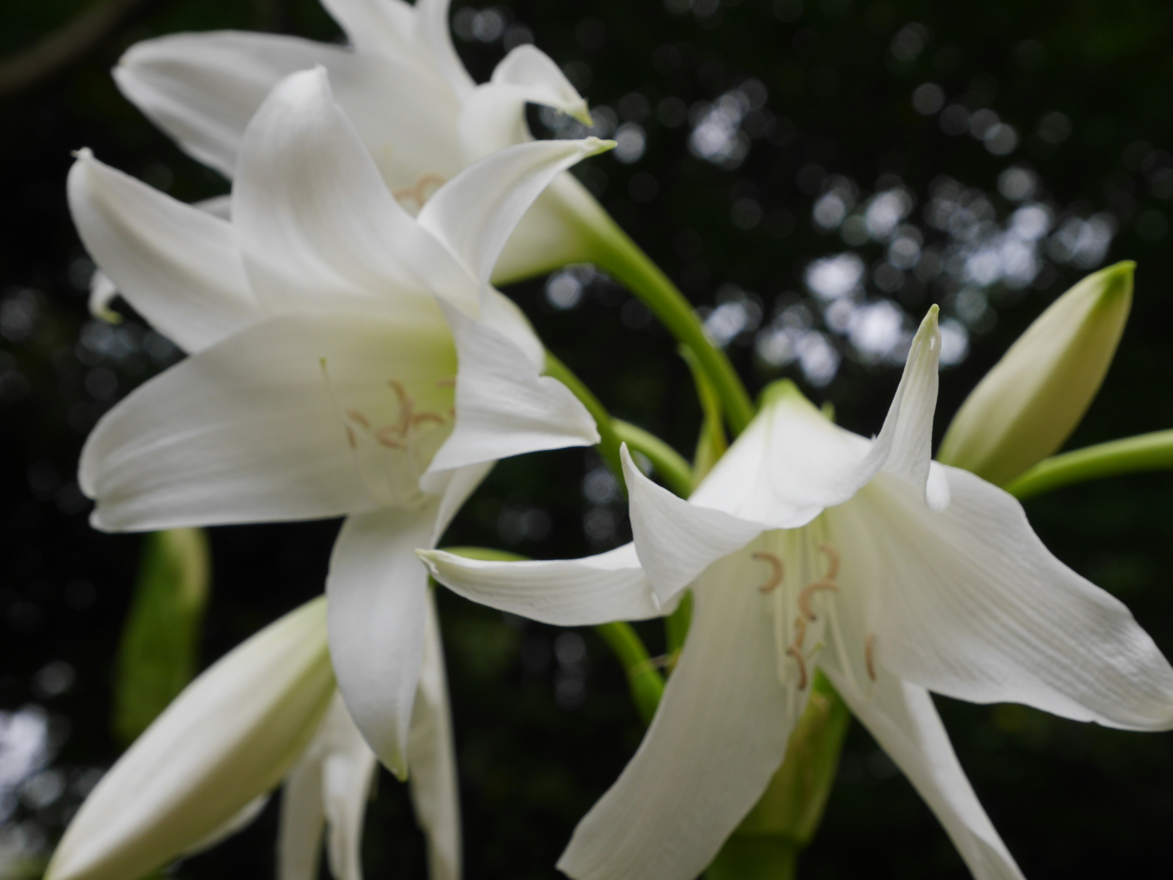 Nahaufnahme einer Pflanze mit weißen Blumen