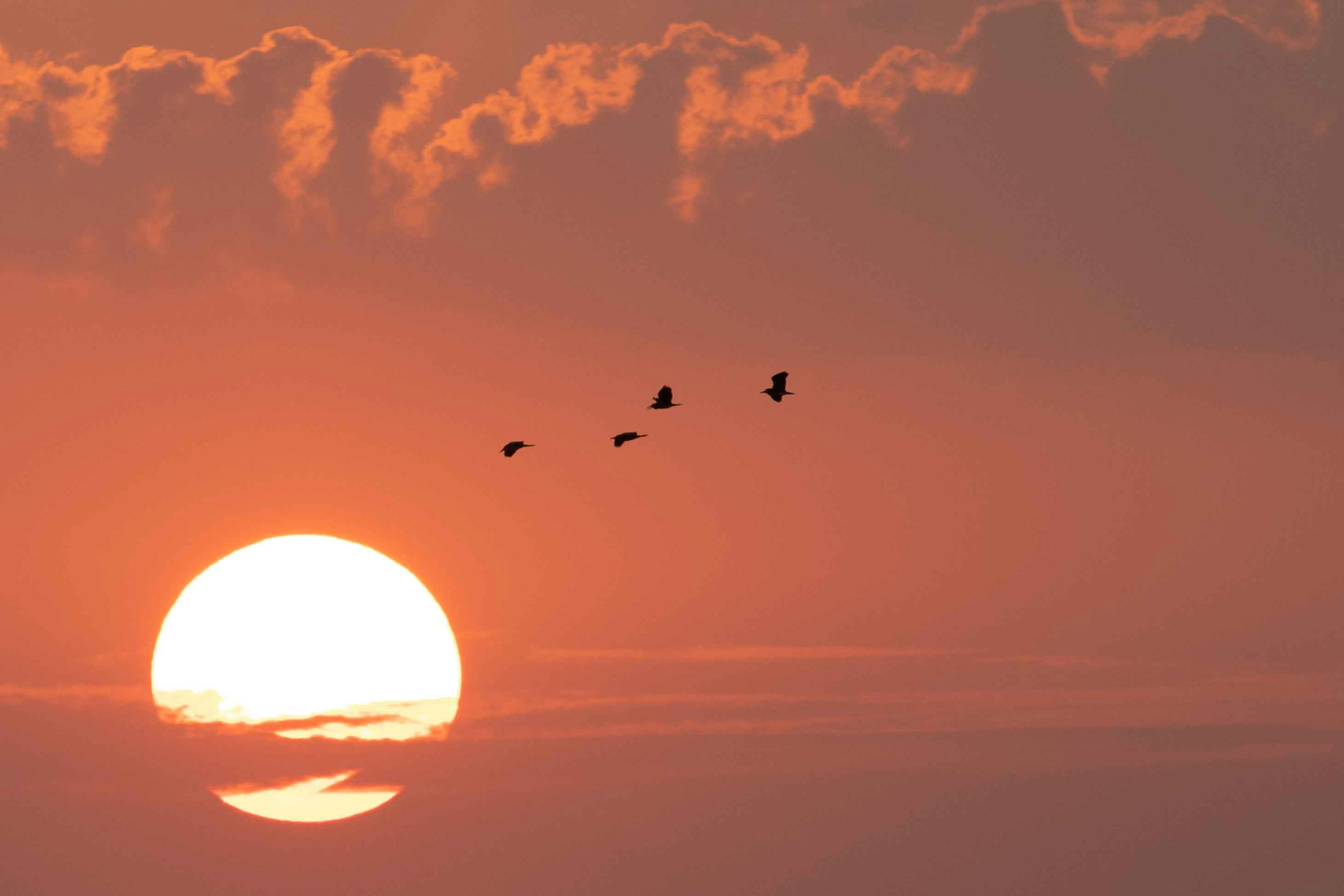 夕日と飛ぶ鳥のシルエットが描かれた美しい風景