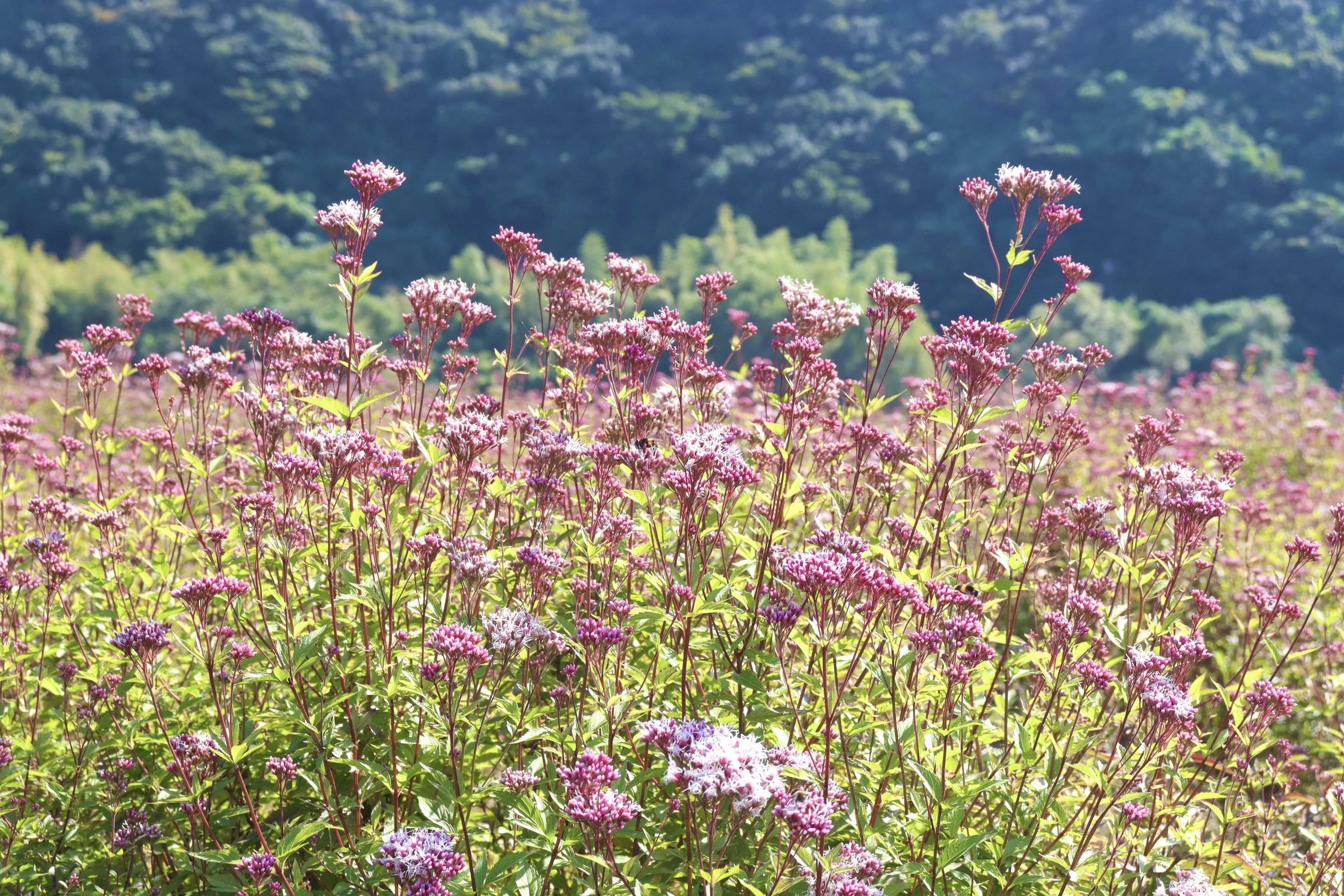 Campo de flores moradas bajo un cielo azul con árboles verdes al fondo