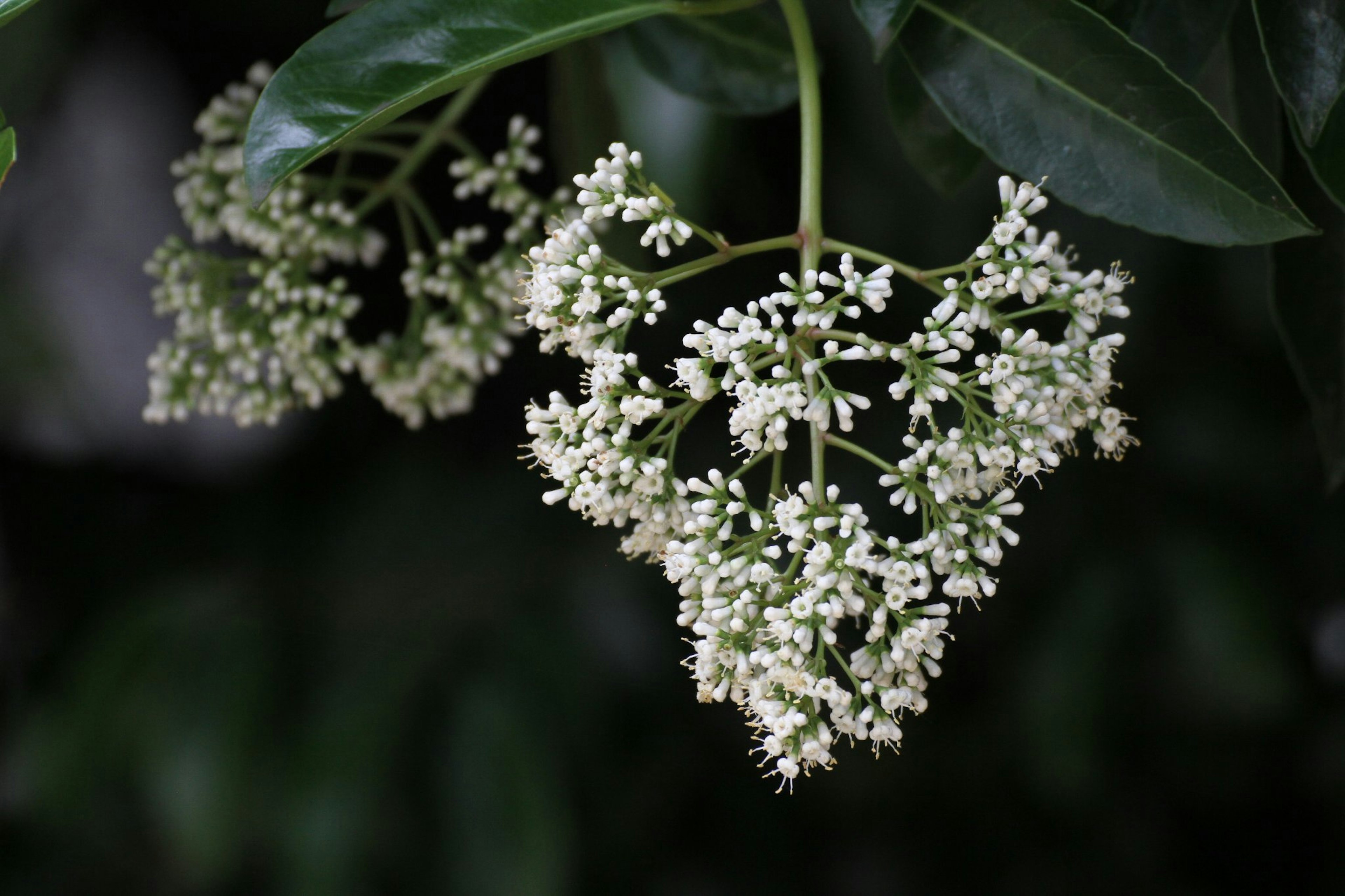 Nahaufnahme einer Pflanze mit Trauben kleiner weißer Blumen