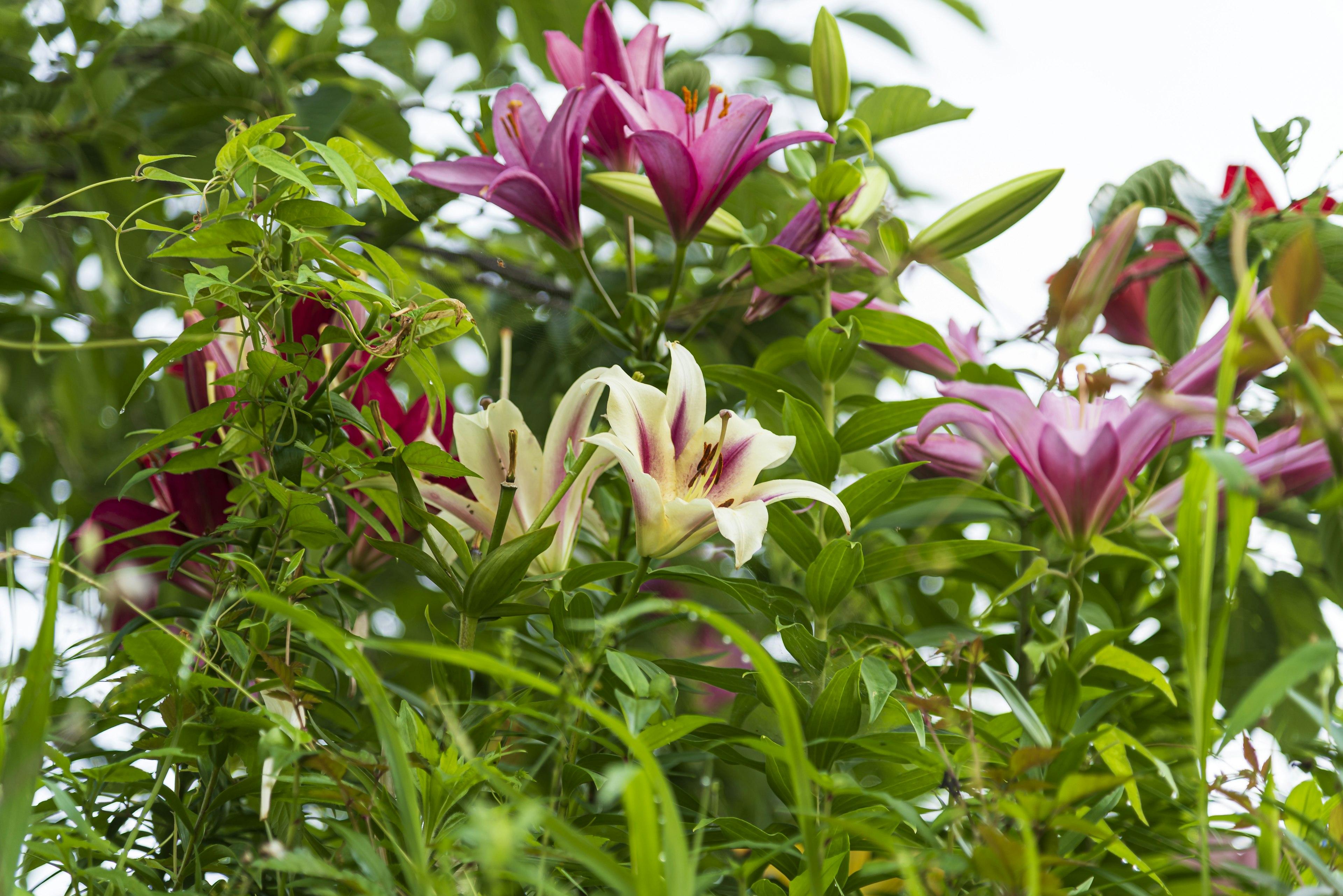 色とりどりのユリの花が咲いている緑豊かな植物の背景