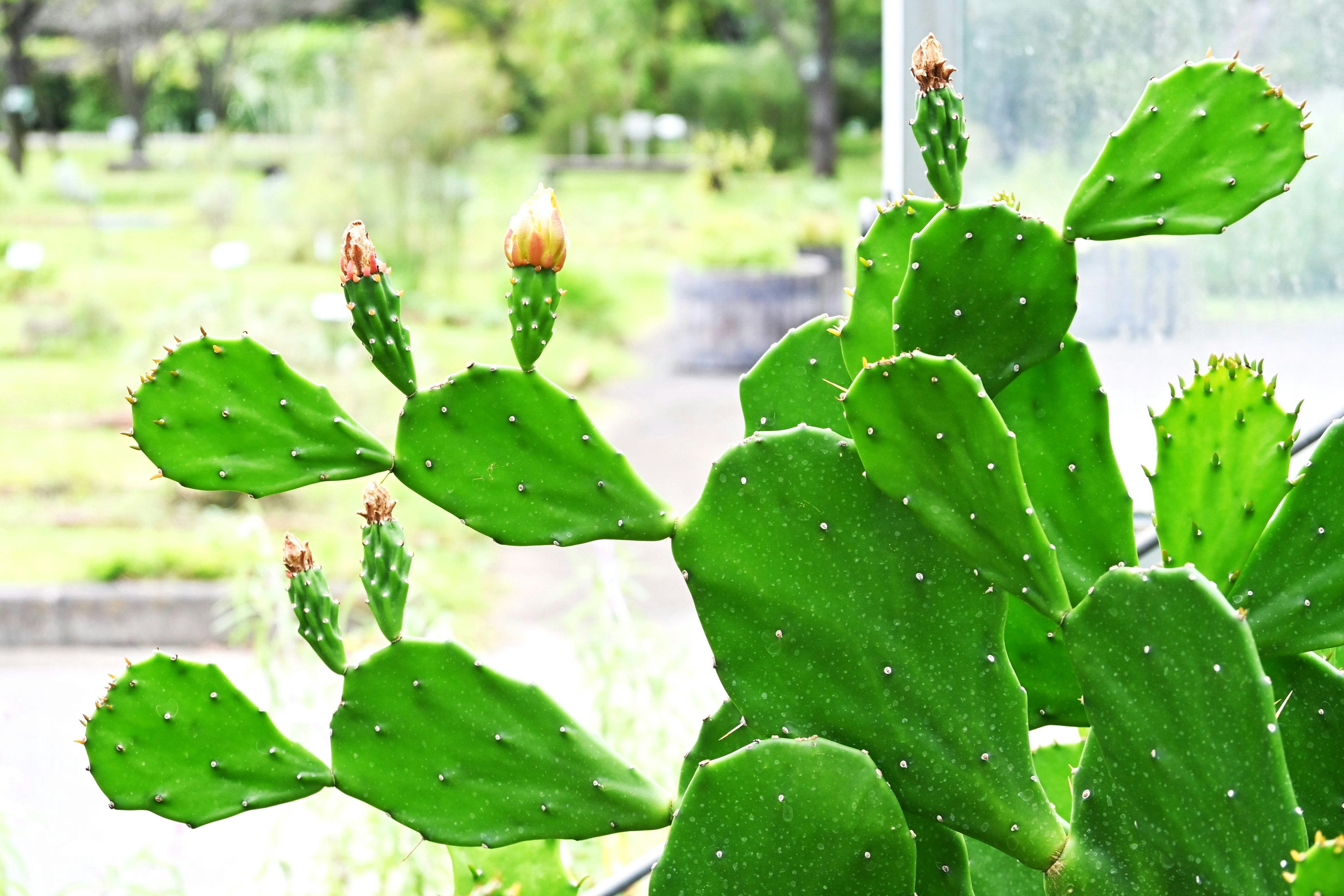 Cactus verde vibrante con flores en botón en un fondo borroso