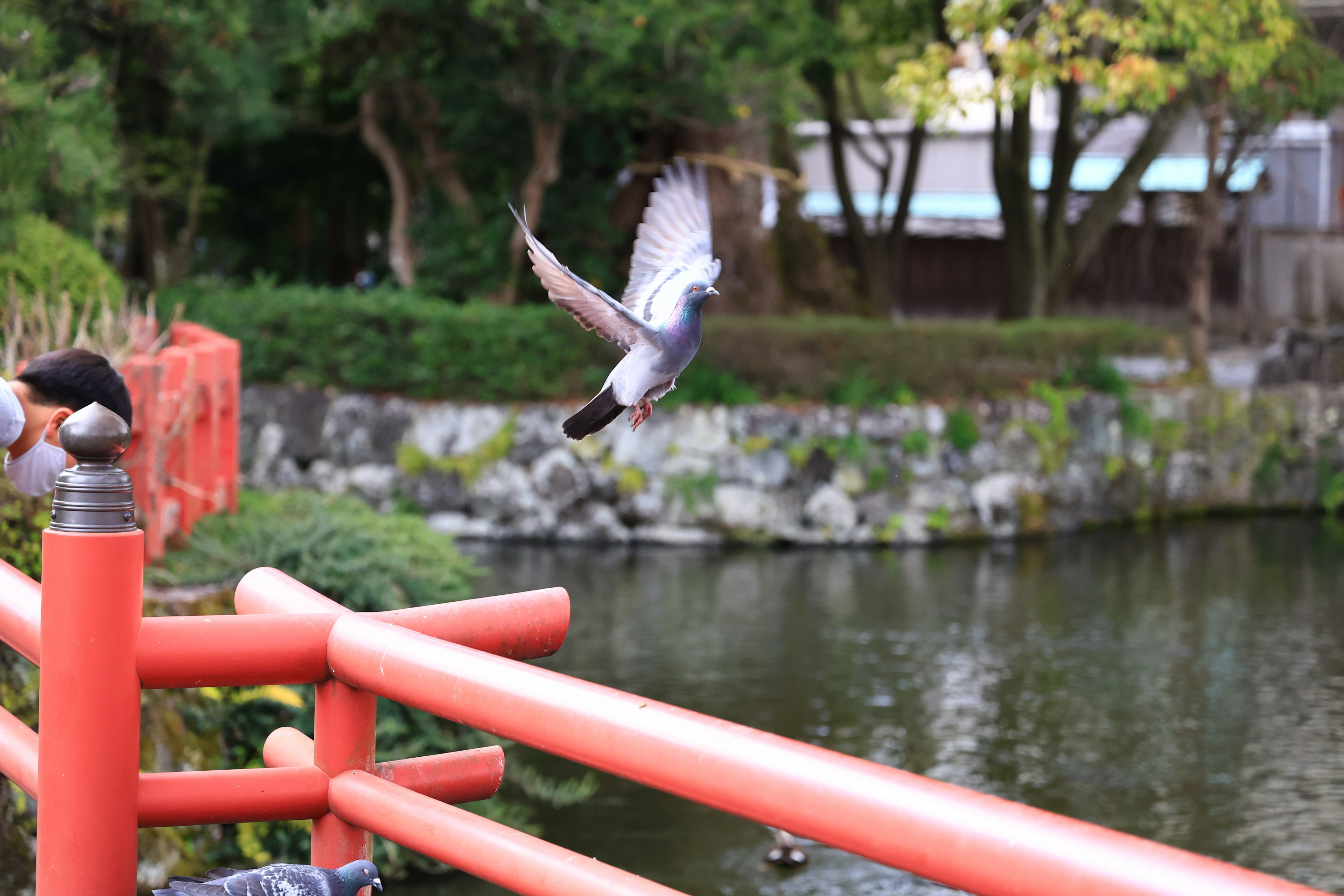 A pigeon taking flight with a red railing and pond in the background