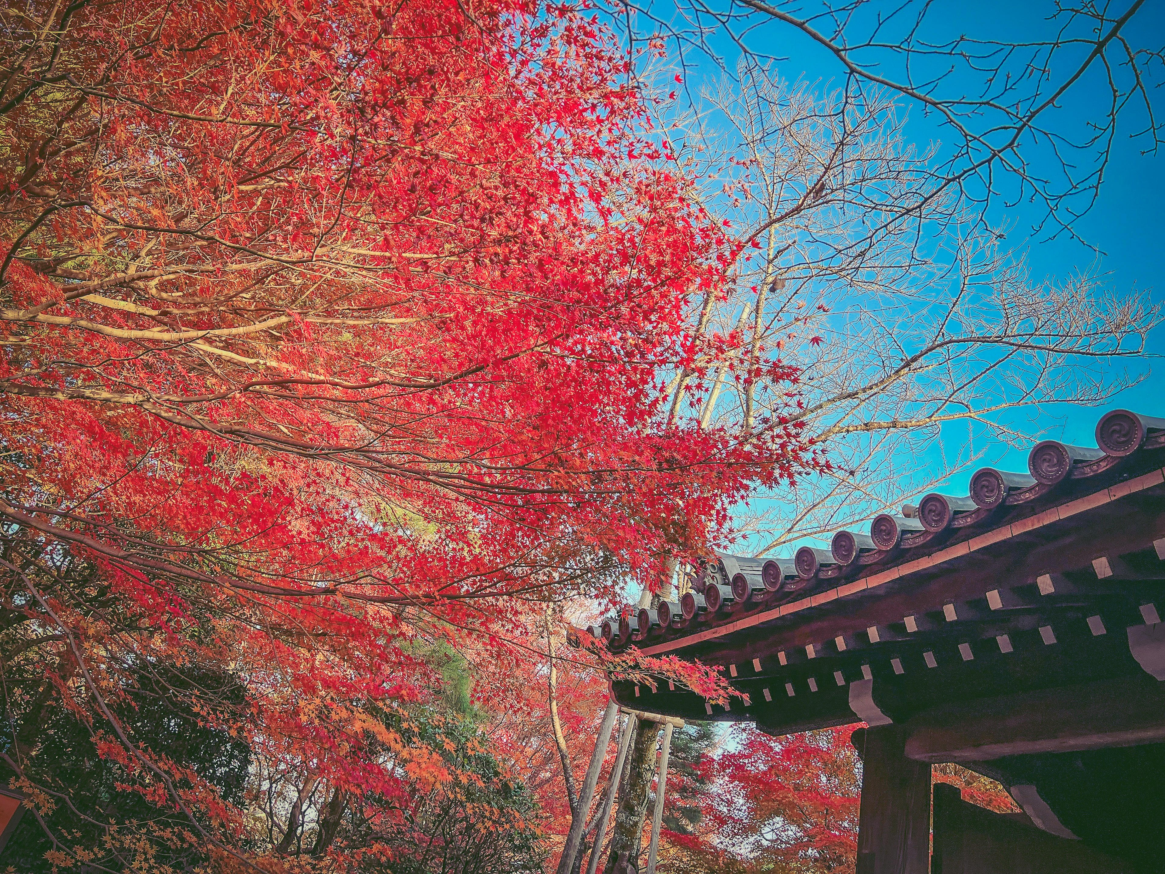 Traditional Japanese building with vibrant red foliage and blue sky