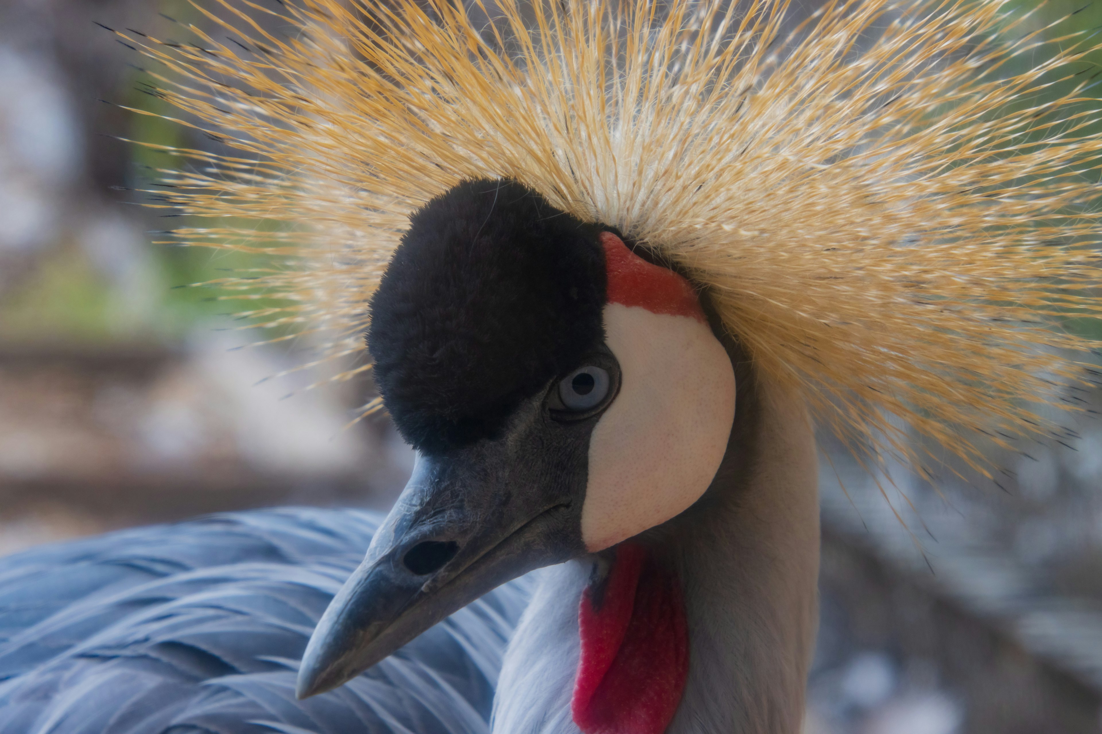 Nahaufnahme eines Vogels mit einer auffälligen Federkrone blauem Gefieder und markanten Gesichtszügen