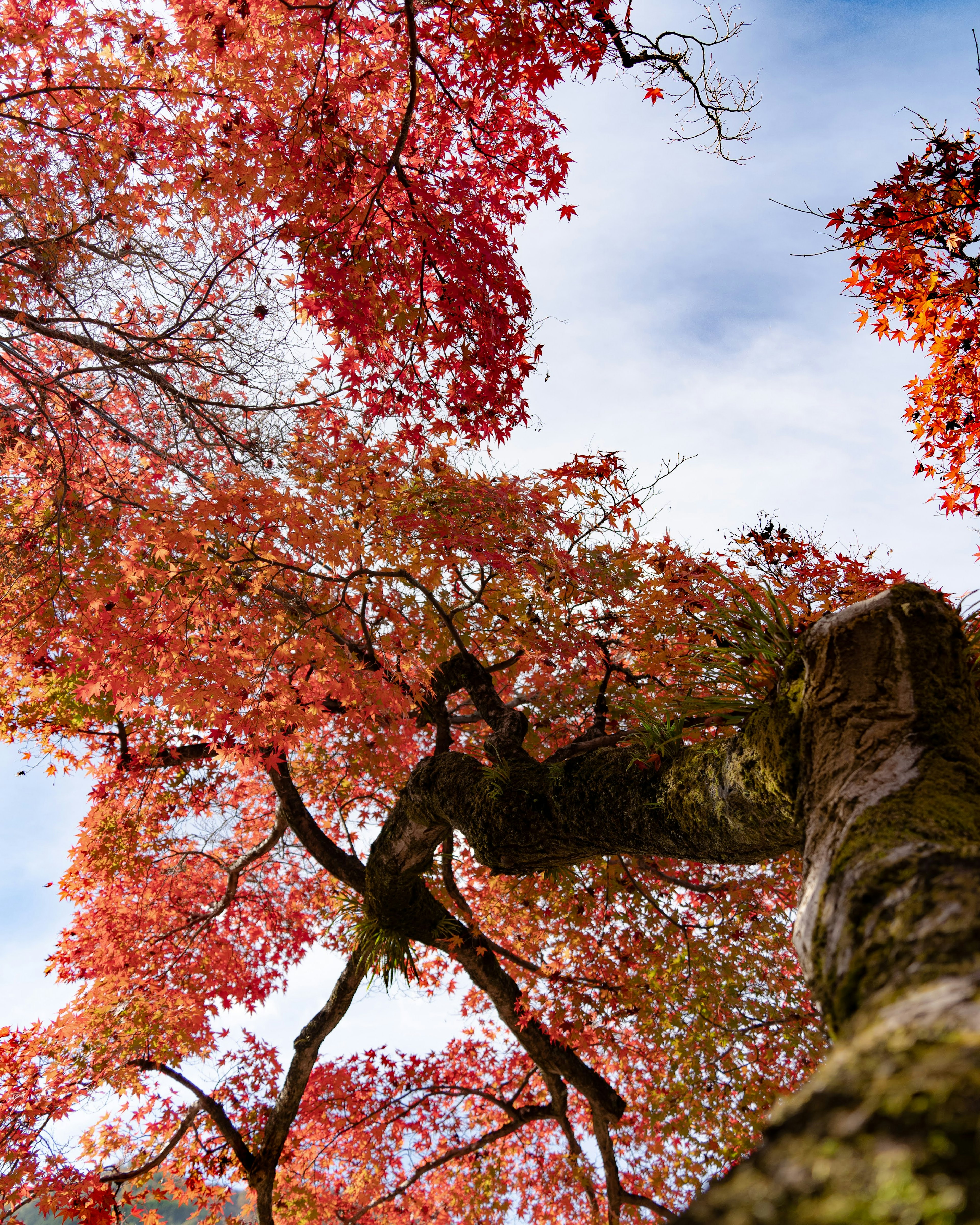 Branches d'un arbre avec des feuilles d'automne vibrantes contre un ciel bleu