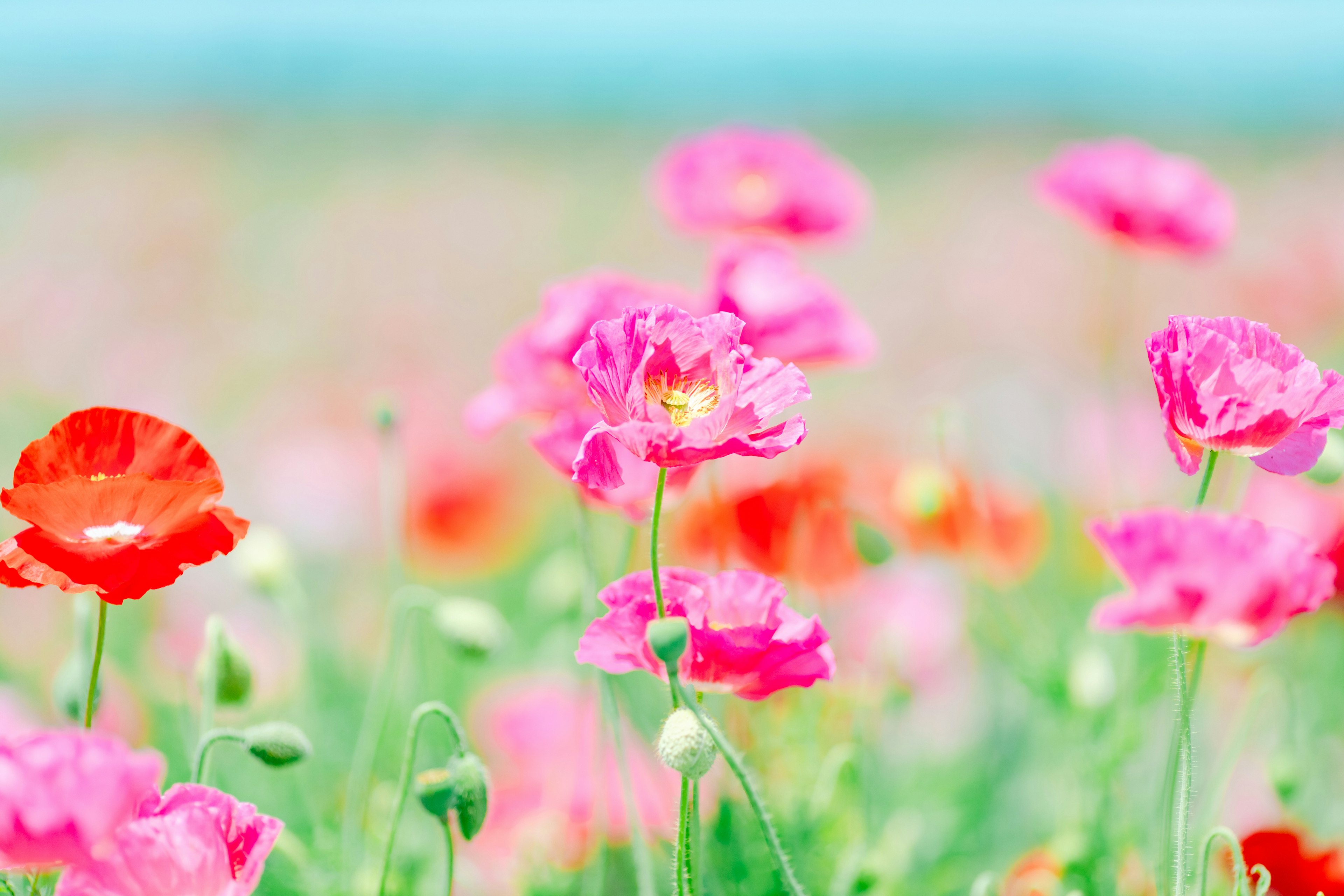 Champ de fleurs colorées avec des fleurs roses et rouges