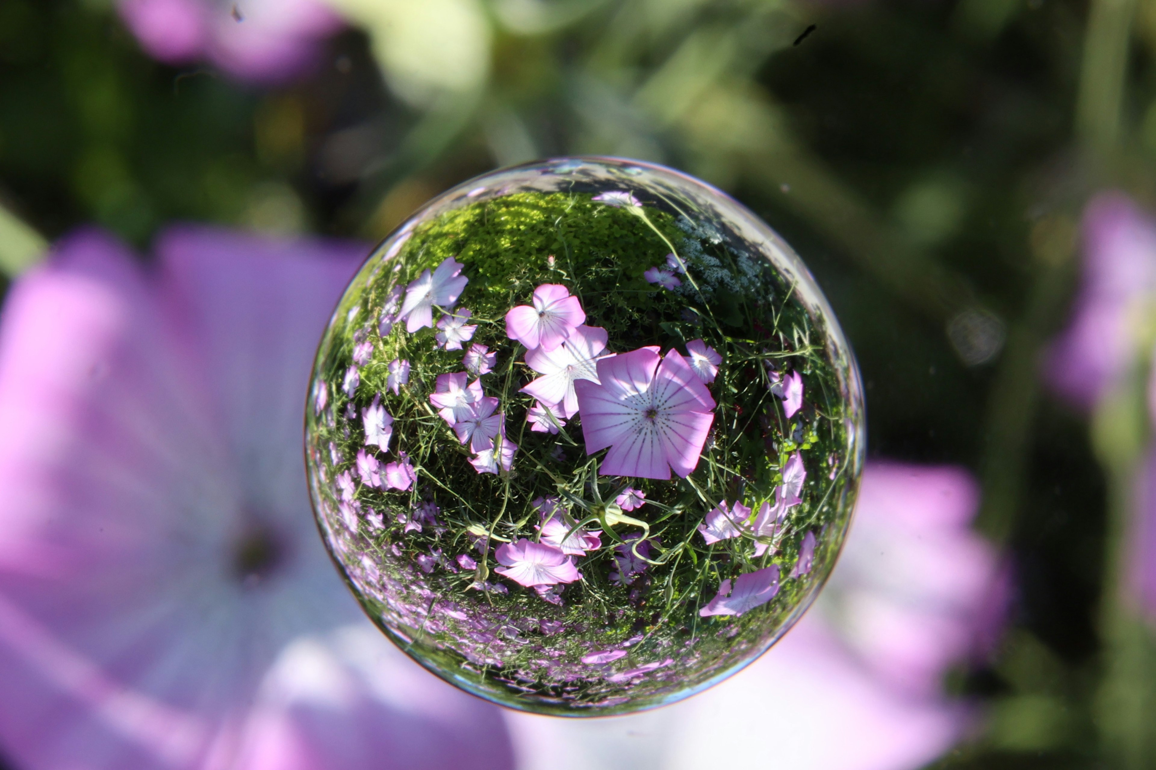 Una esfera transparente reflejando flores en un jardín