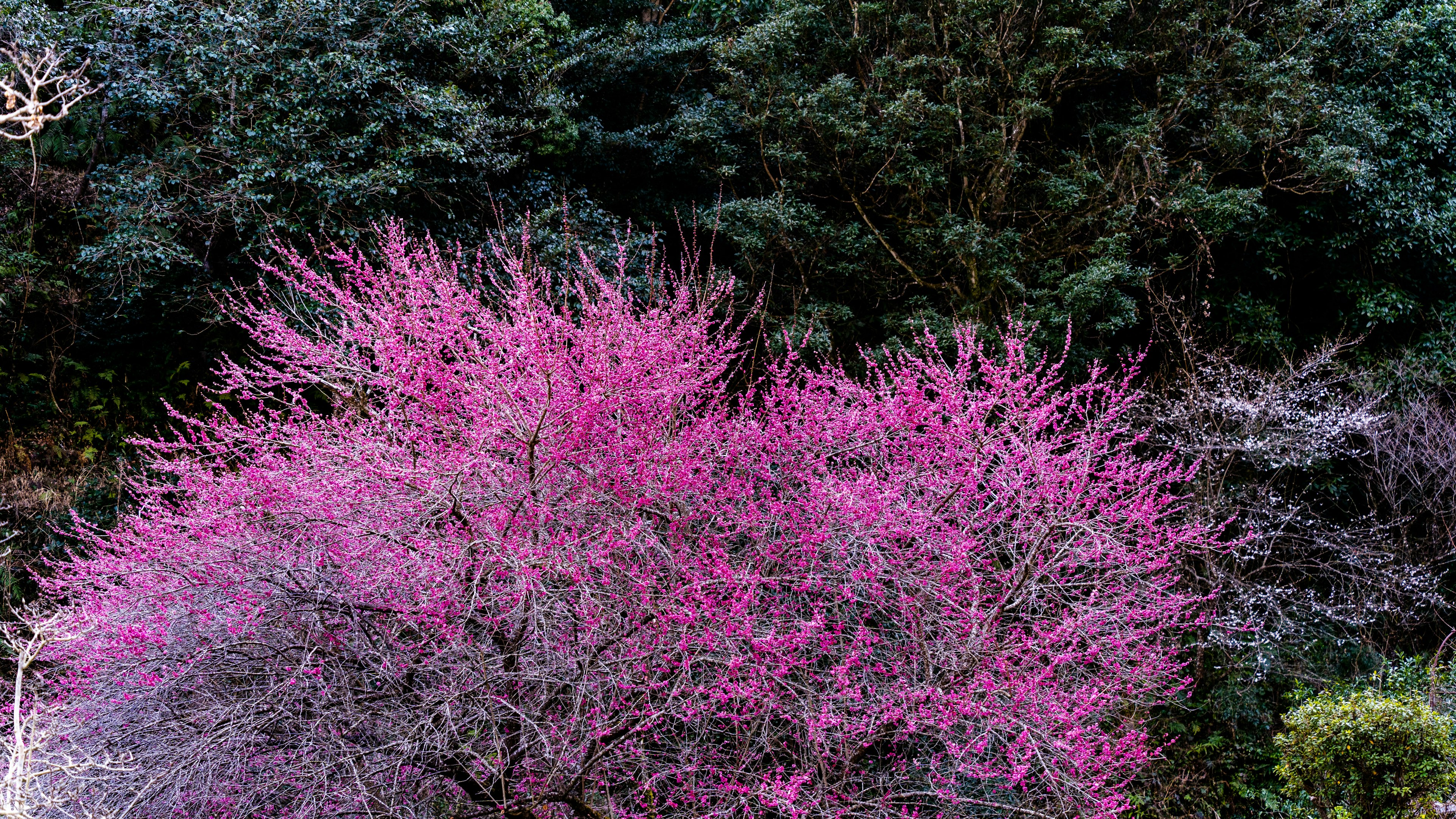 Árbol con flores rosas vibrantes y fondo verde