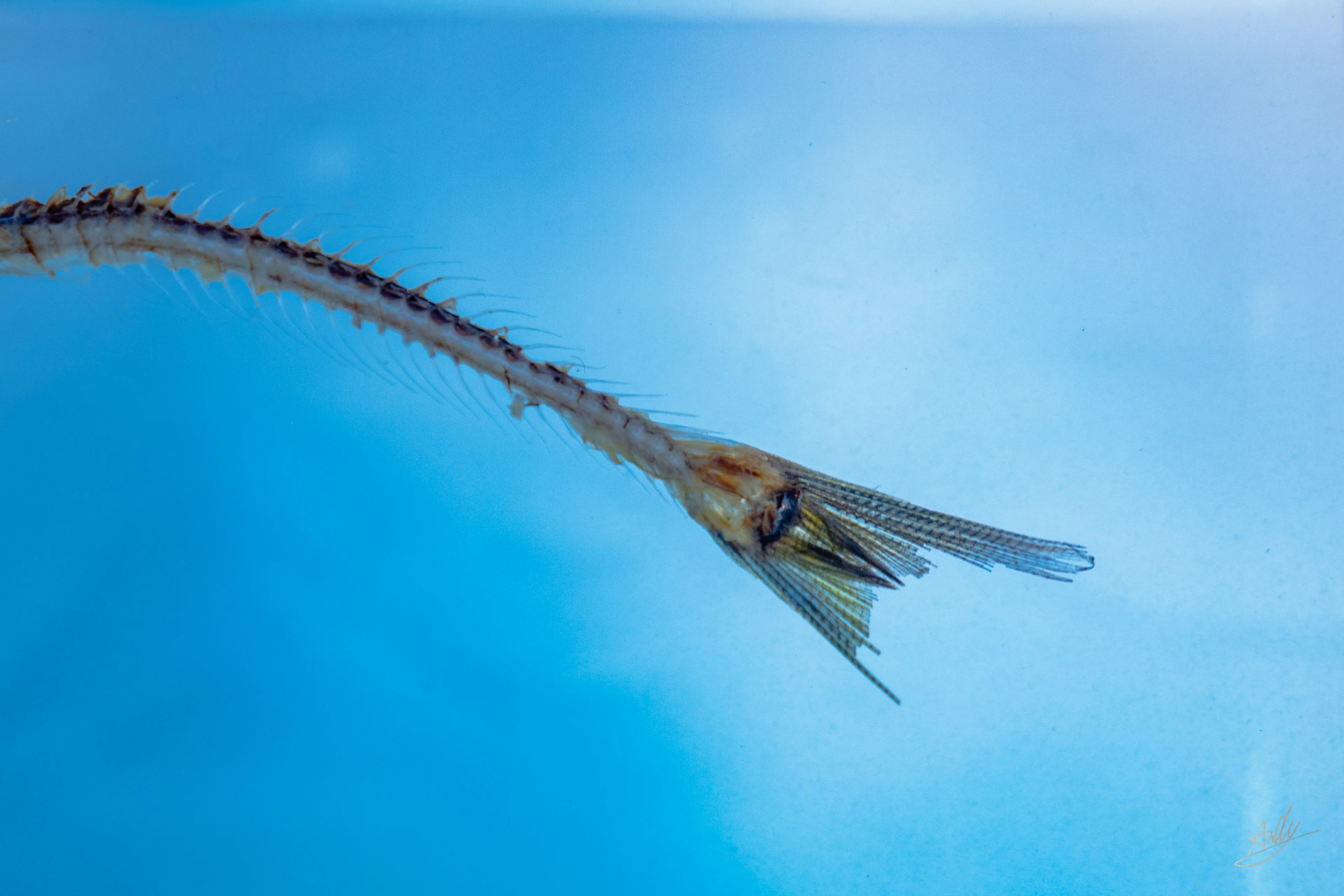 透明な水中で泳ぐ細長い魚の尾部