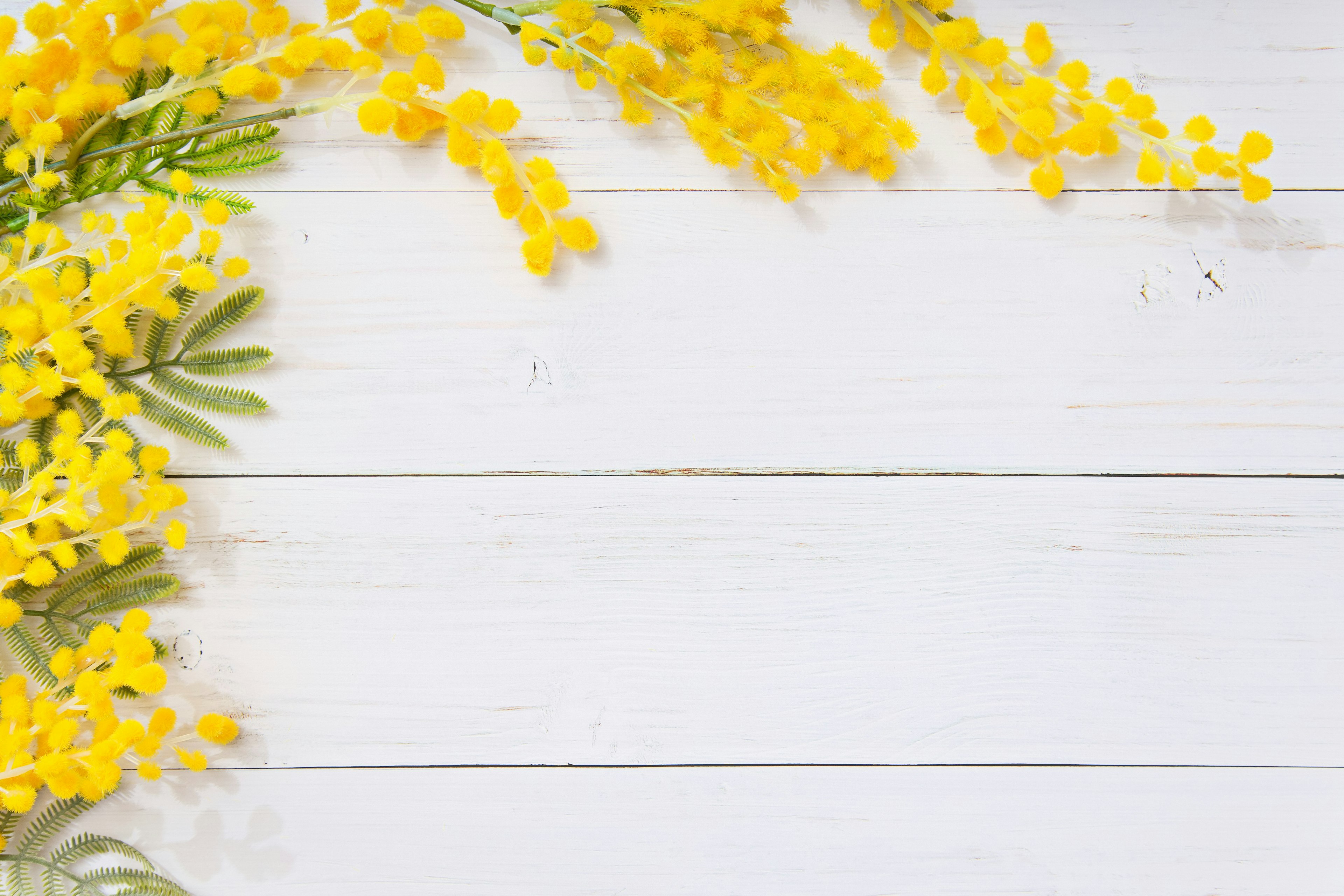 Helle gelbe Mimosenblüten auf einem weißen Holztisch angeordnet