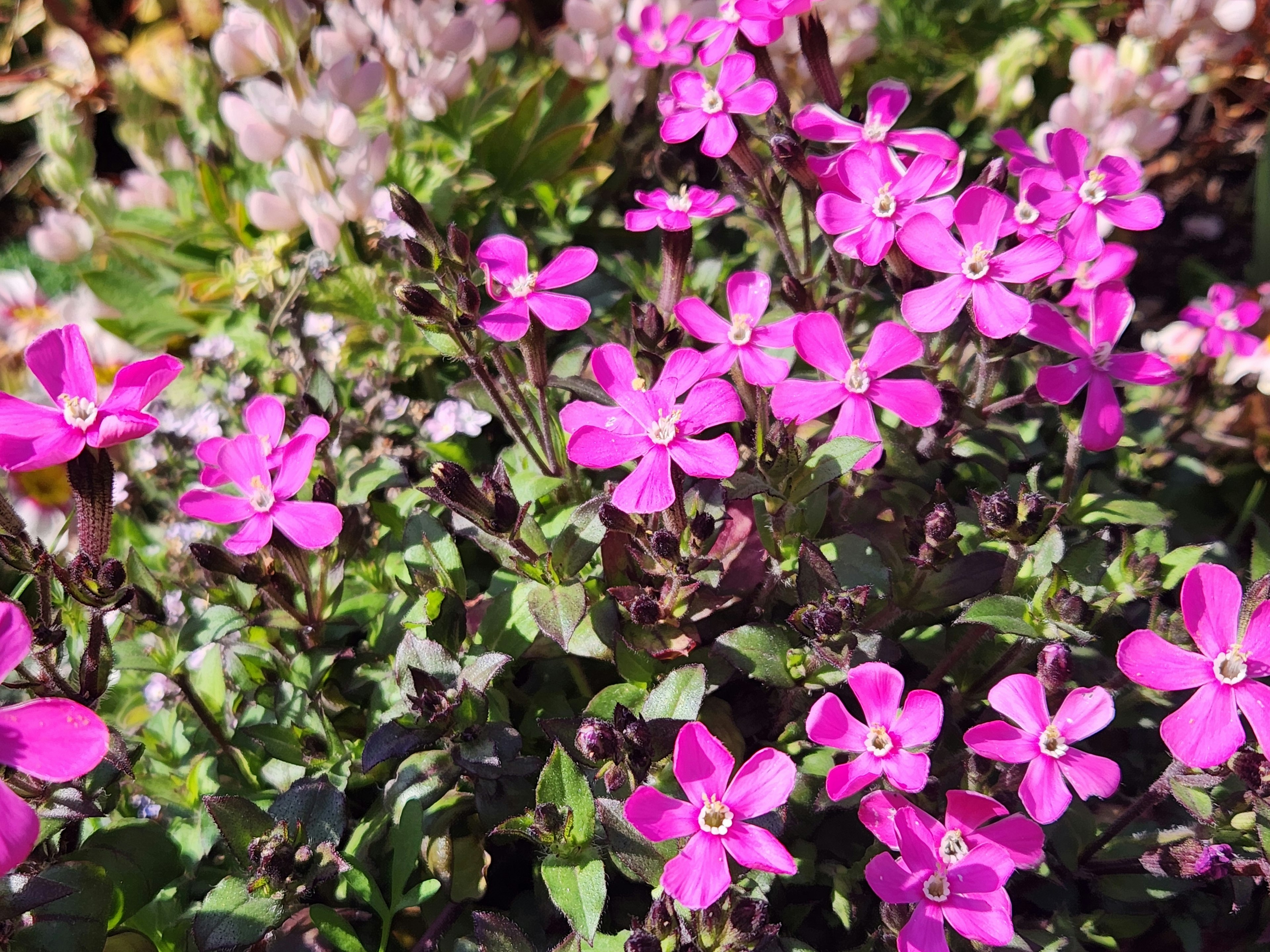 Nahaufnahme von lebhaften rosa Blumen, die in einem Garten blühen