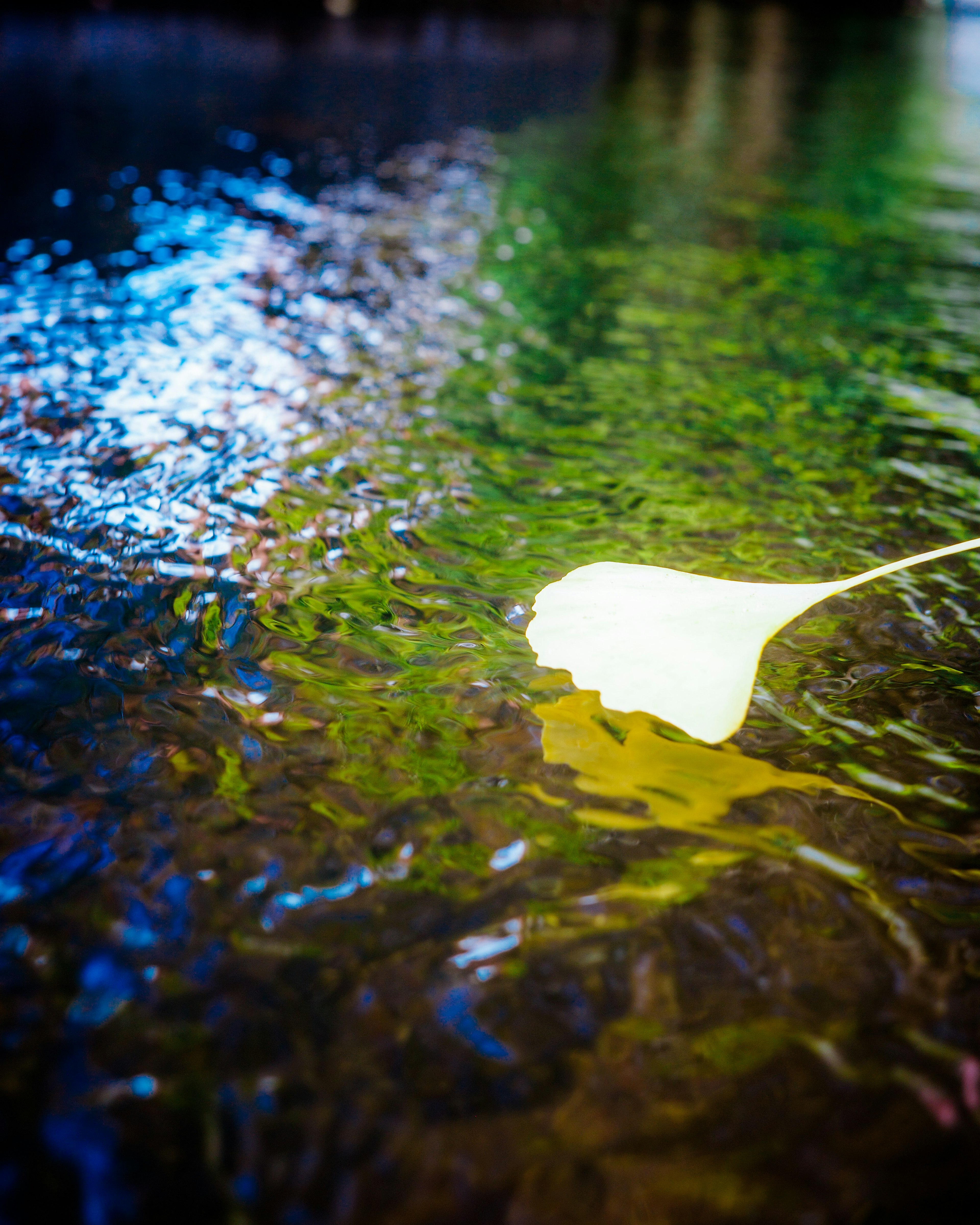 Feuille blanche flottant sur l'eau avec des reflets colorés