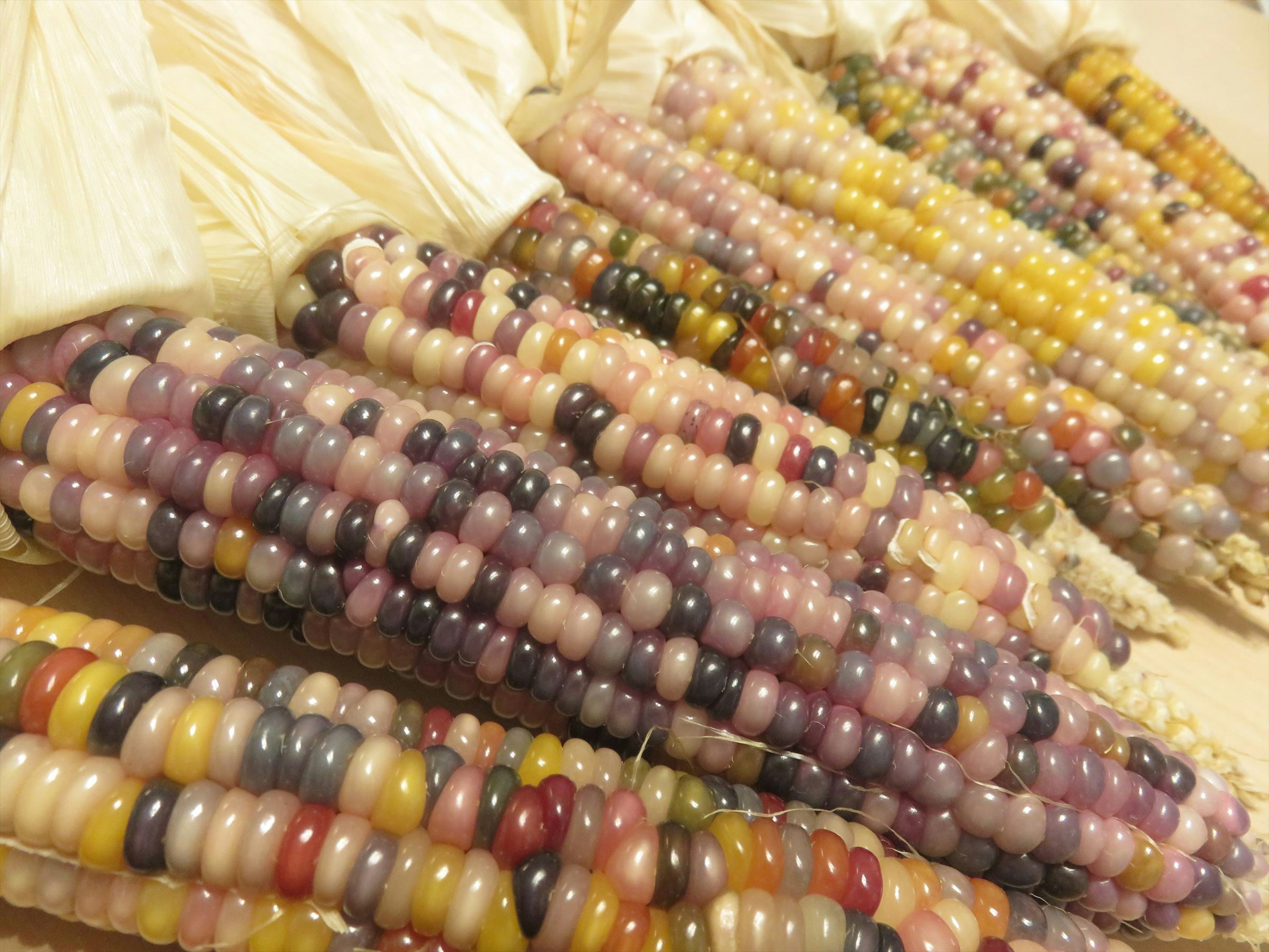 Epis de maíz coloridos con diferentes tonos de granos dispuestos ordenadamente