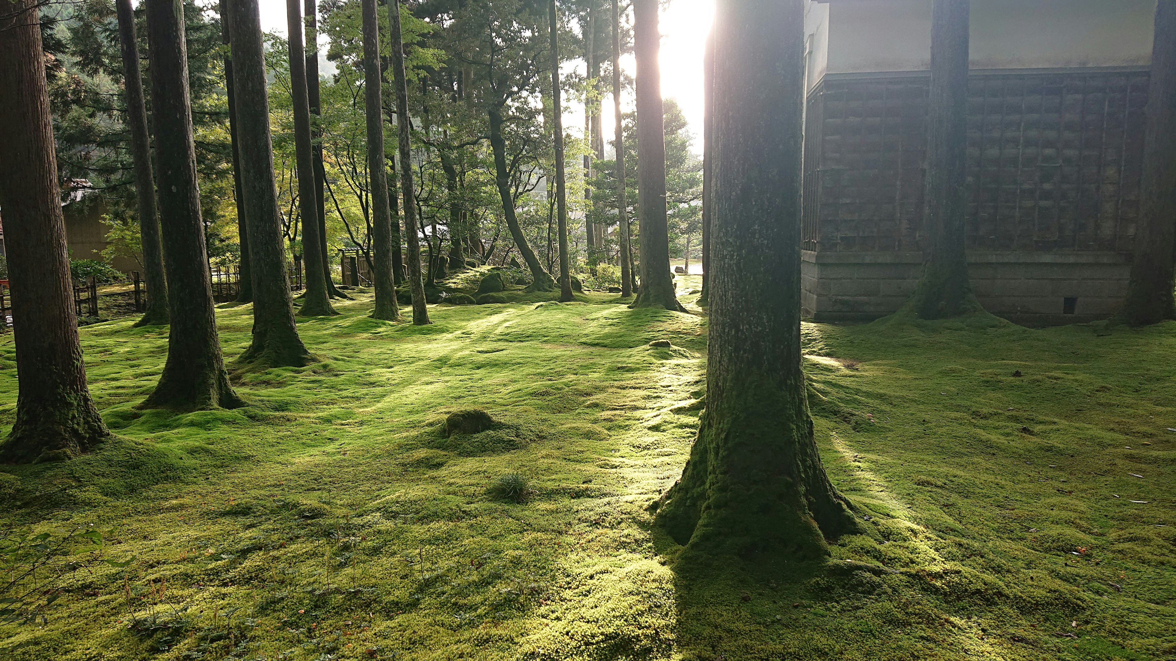 Une scène forestière sereine avec un sol recouvert de mousse verte et de grands arbres