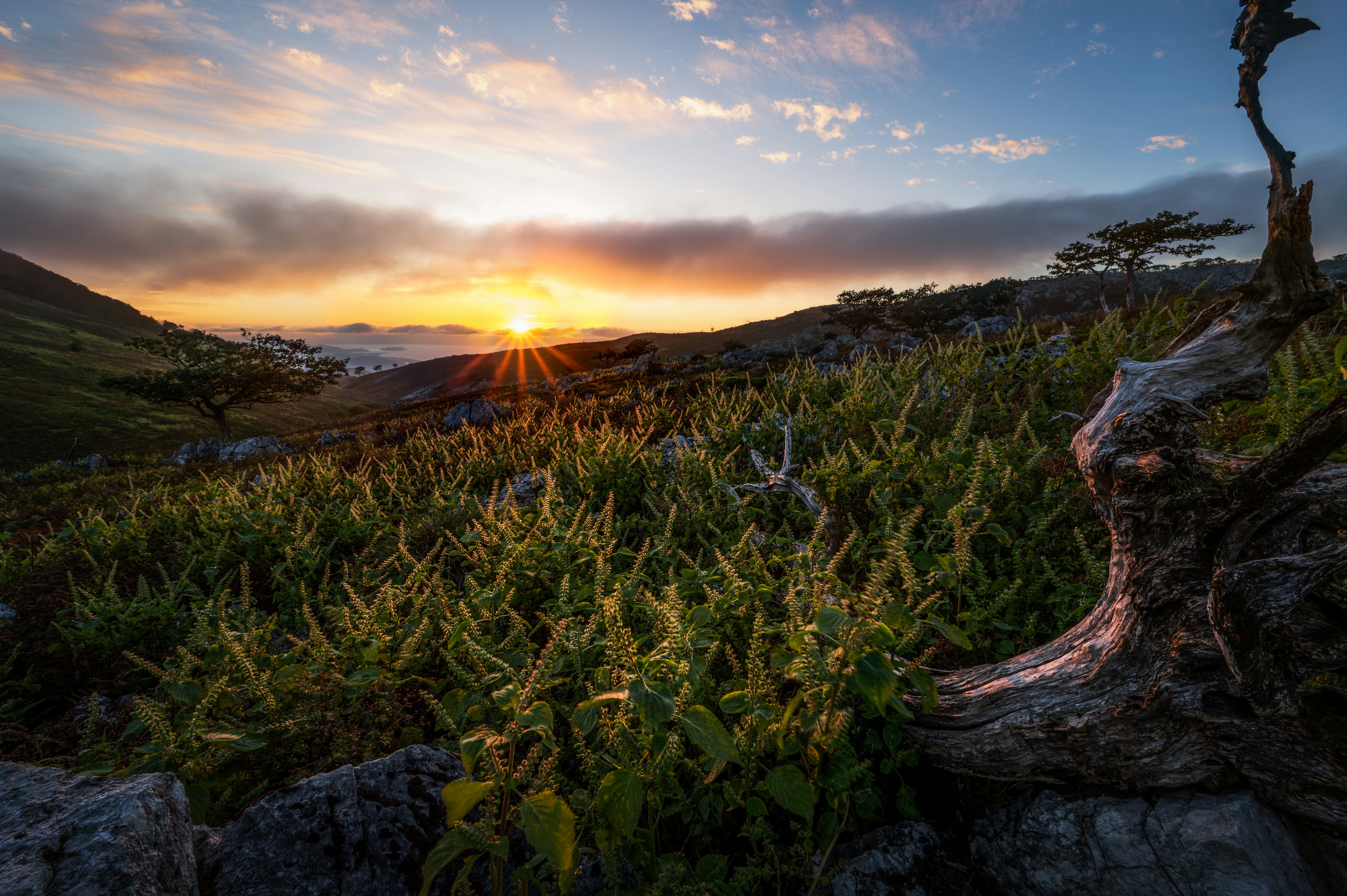 Mountain landscape at sunset with green ferns