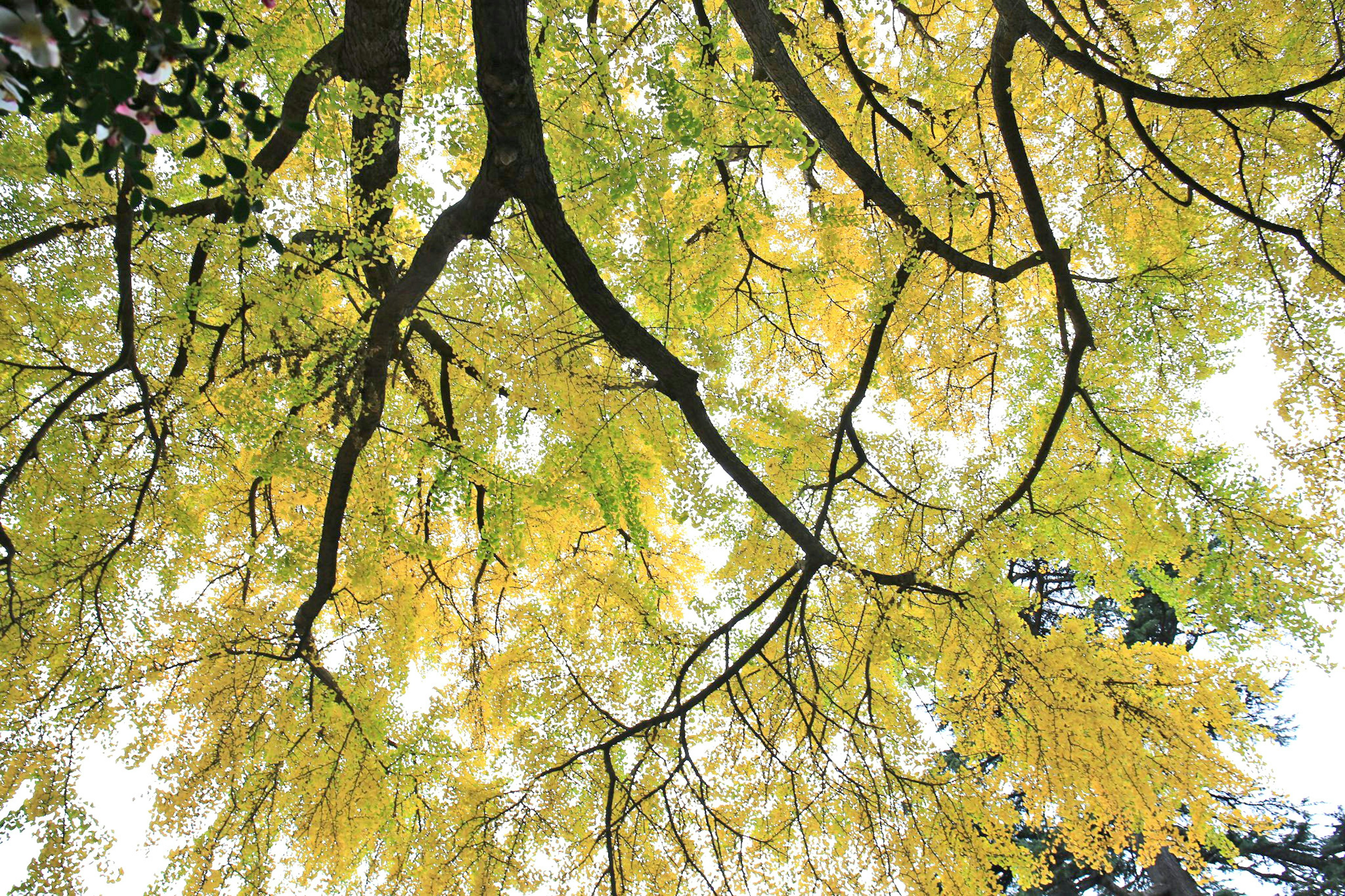 Vue des branches d'un arbre avec des feuilles jaunes d'en bas