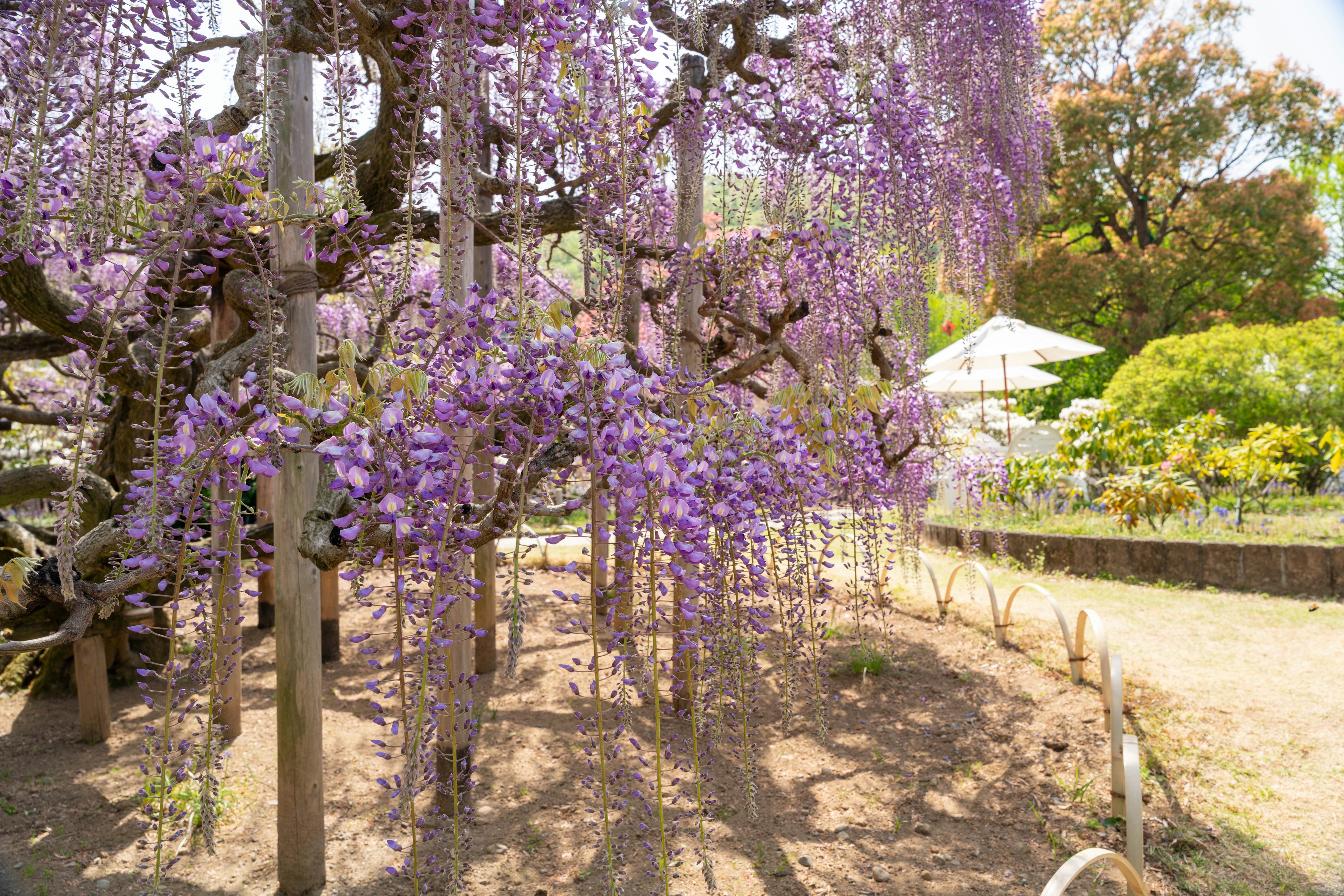 一個花園場景，盛開的紫色藤花