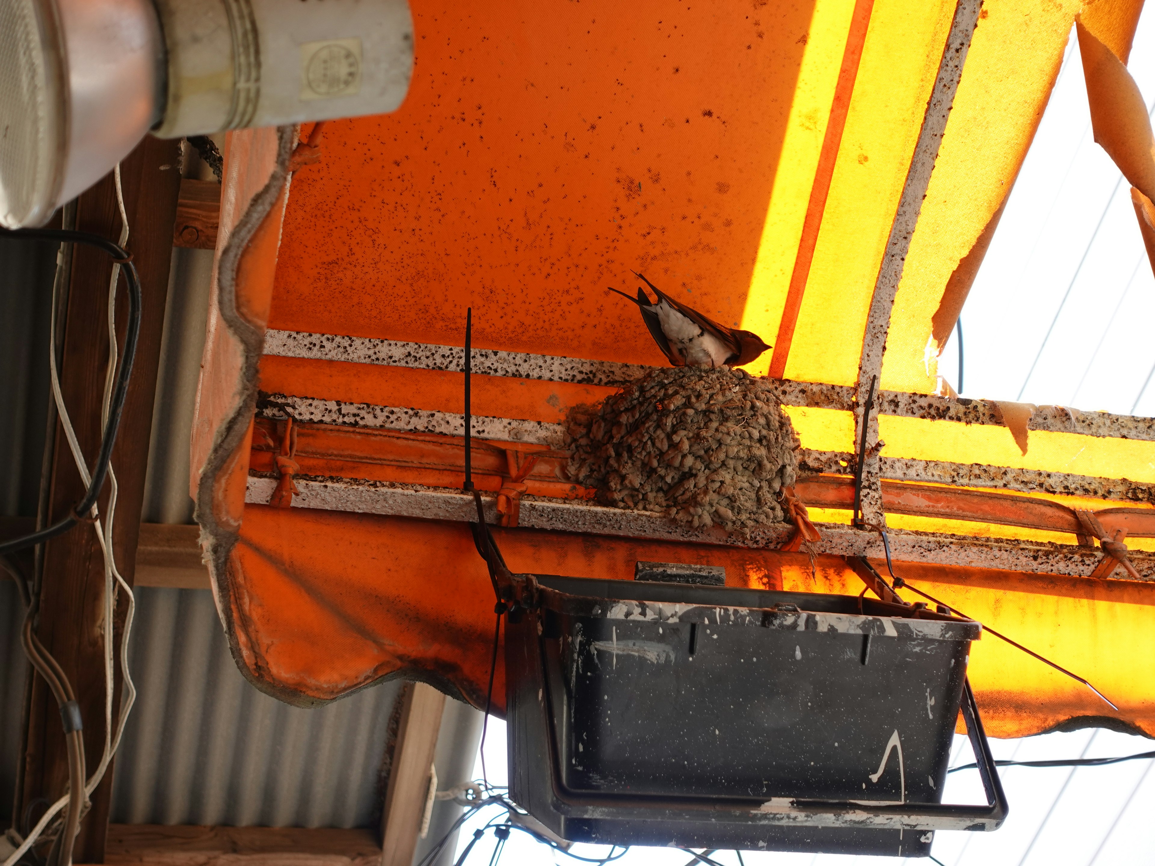 Nido de pájaros debajo de una tienda naranja con equipo eléctrico cercano