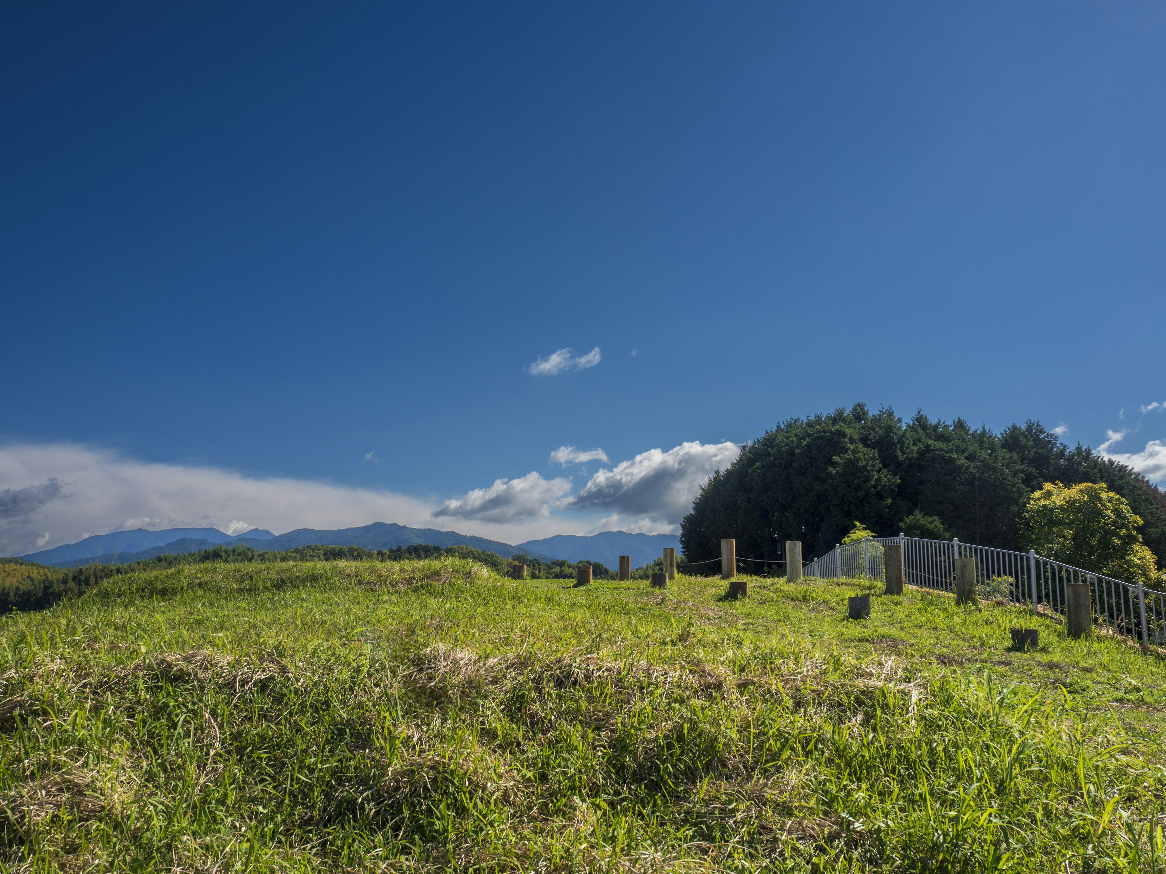 Green meadow under a blue sky with trees in the background