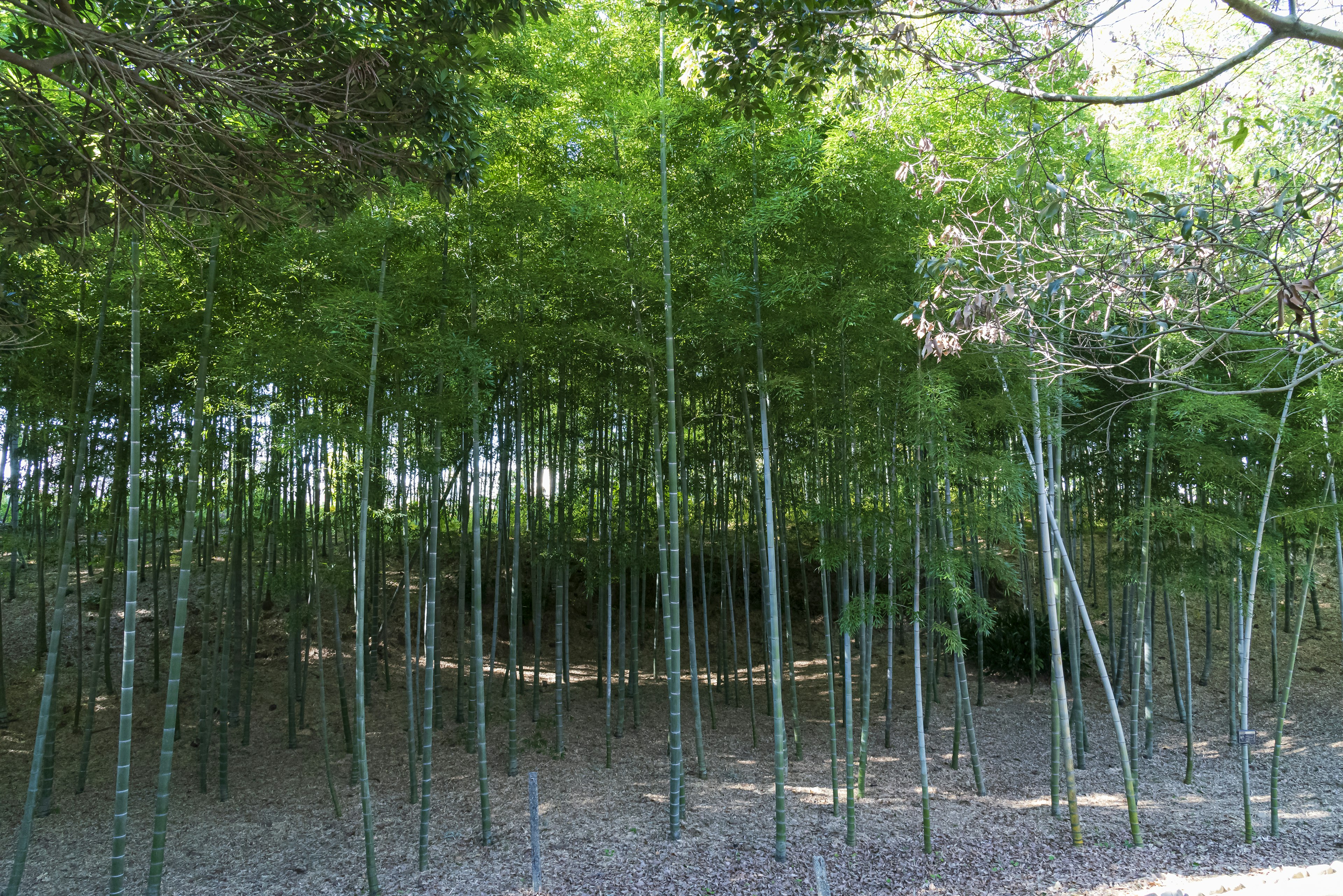 Bosquet de bambous luxuriant avec des tiges de bambou hautes et un sol en gravier