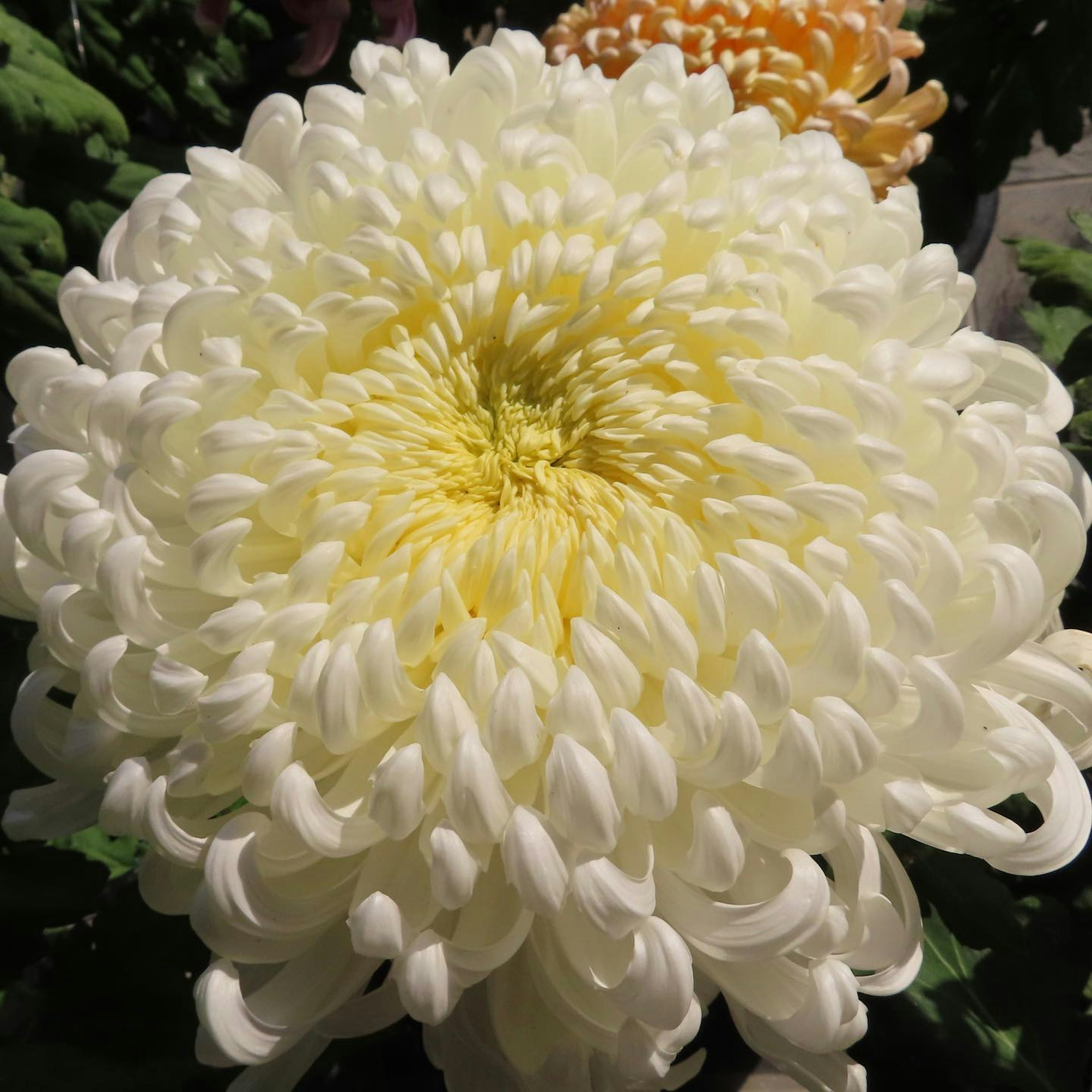 Grande fiore di crisantemo bianco in piena fioritura