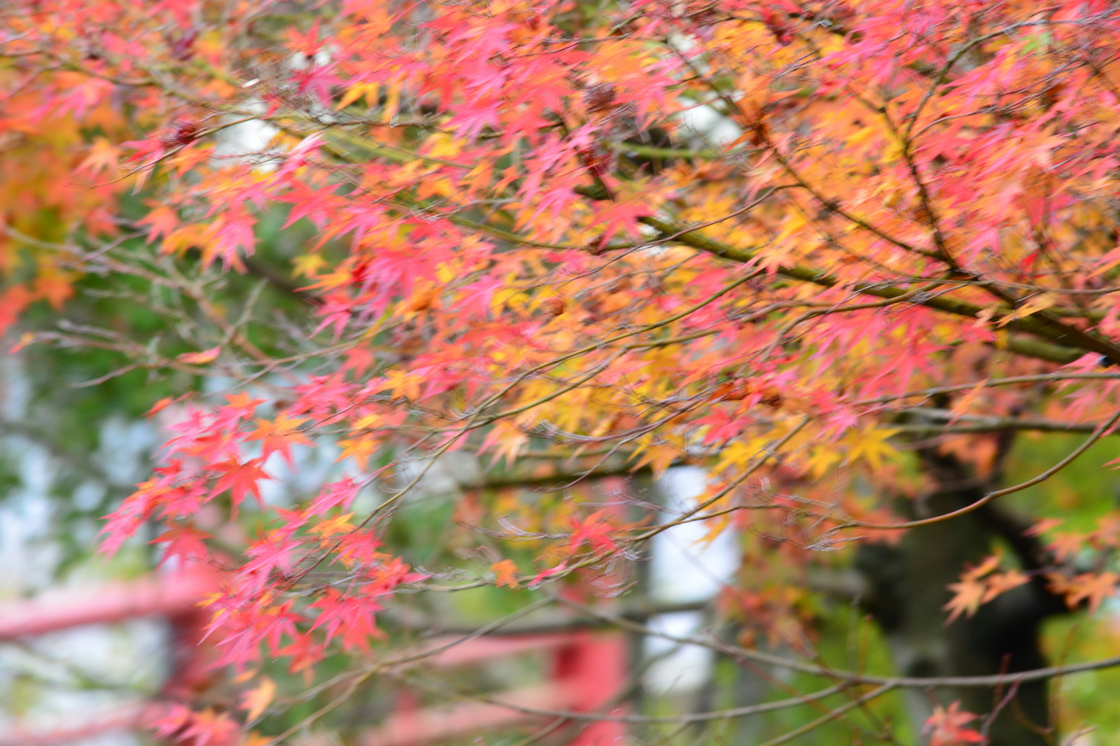 色とりどりの紅葉した木の枝と葉