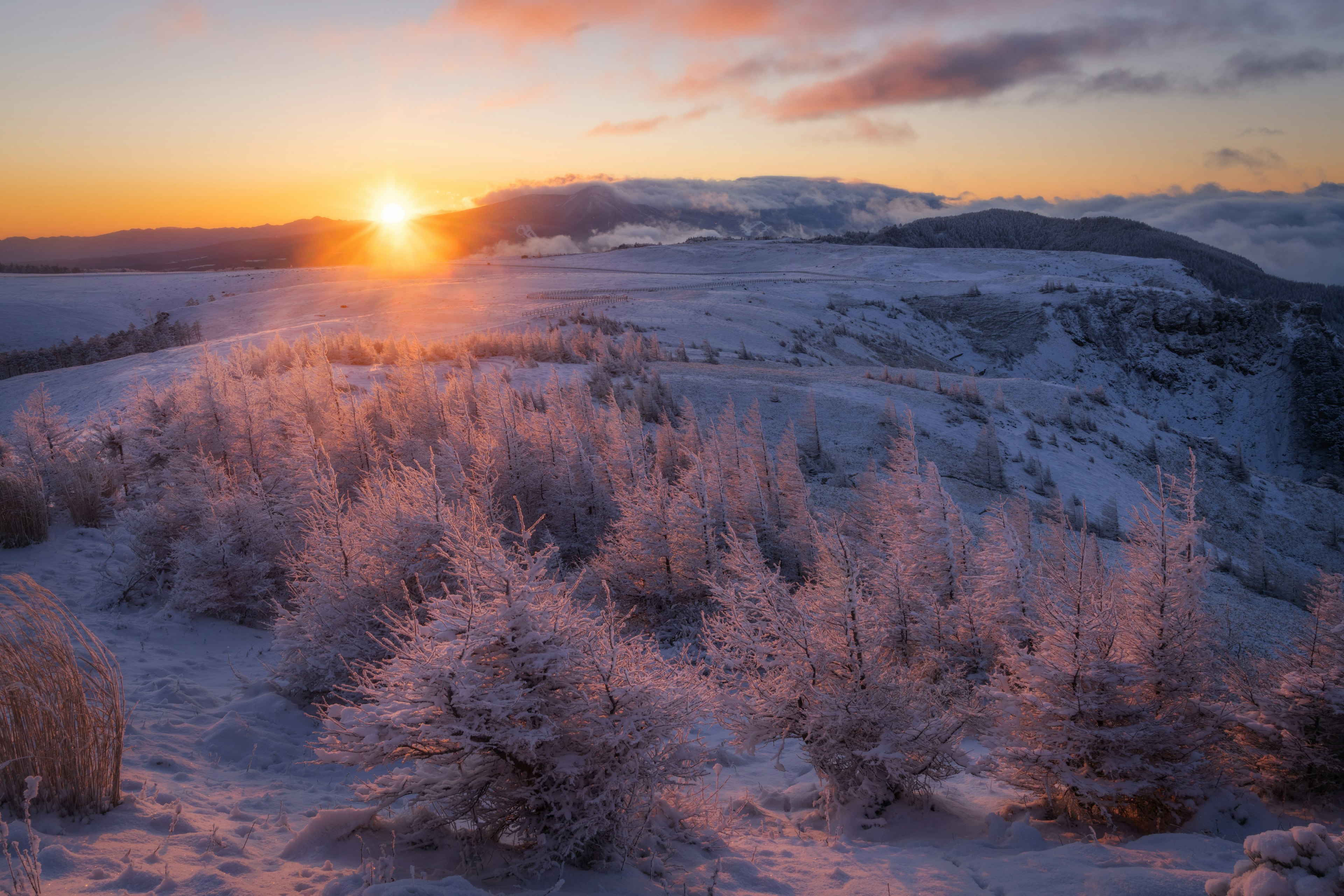 Paysage enneigé avec des arbres givrés et coucher de soleil