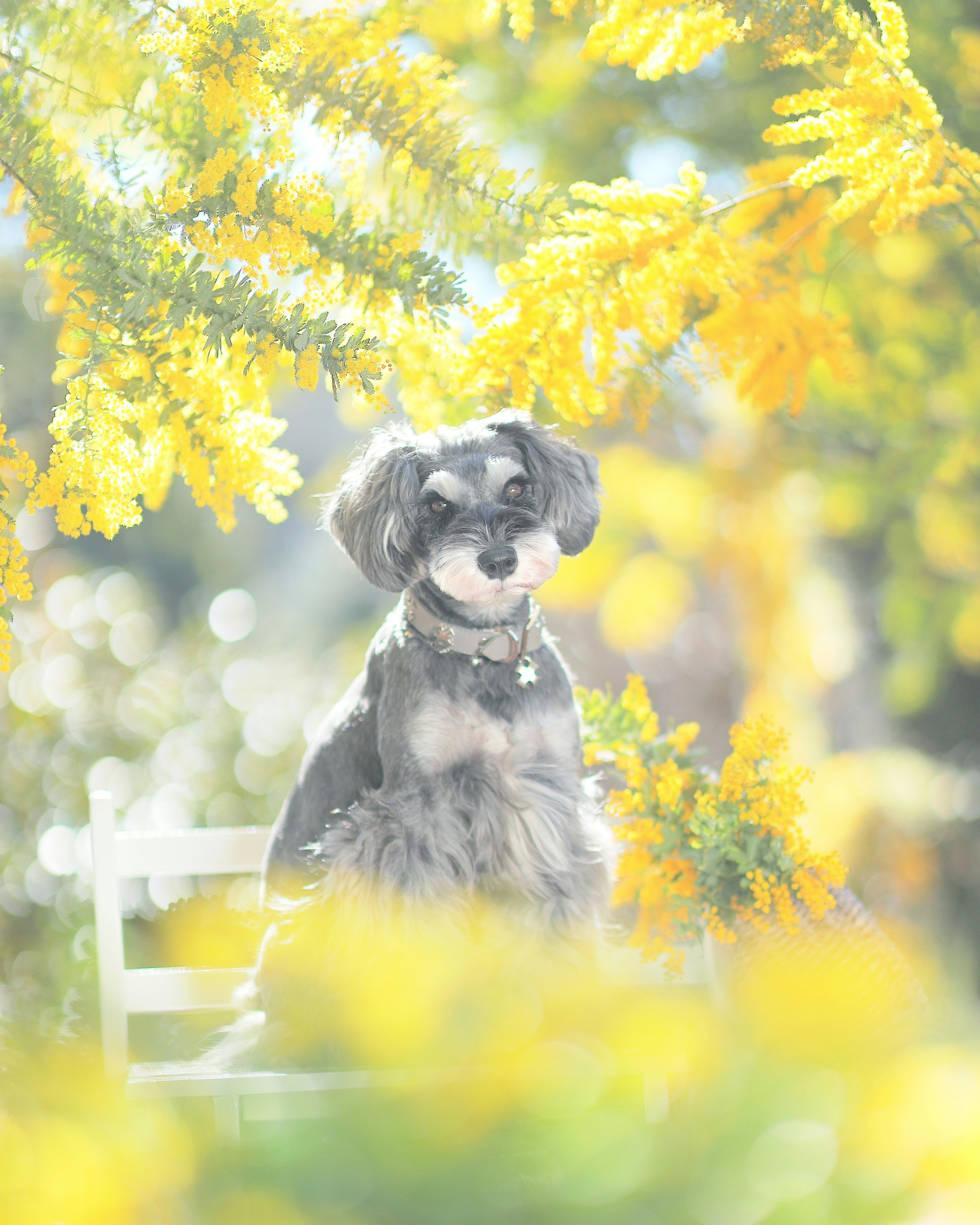 Un cane seduto tra fiori gialli brillanti