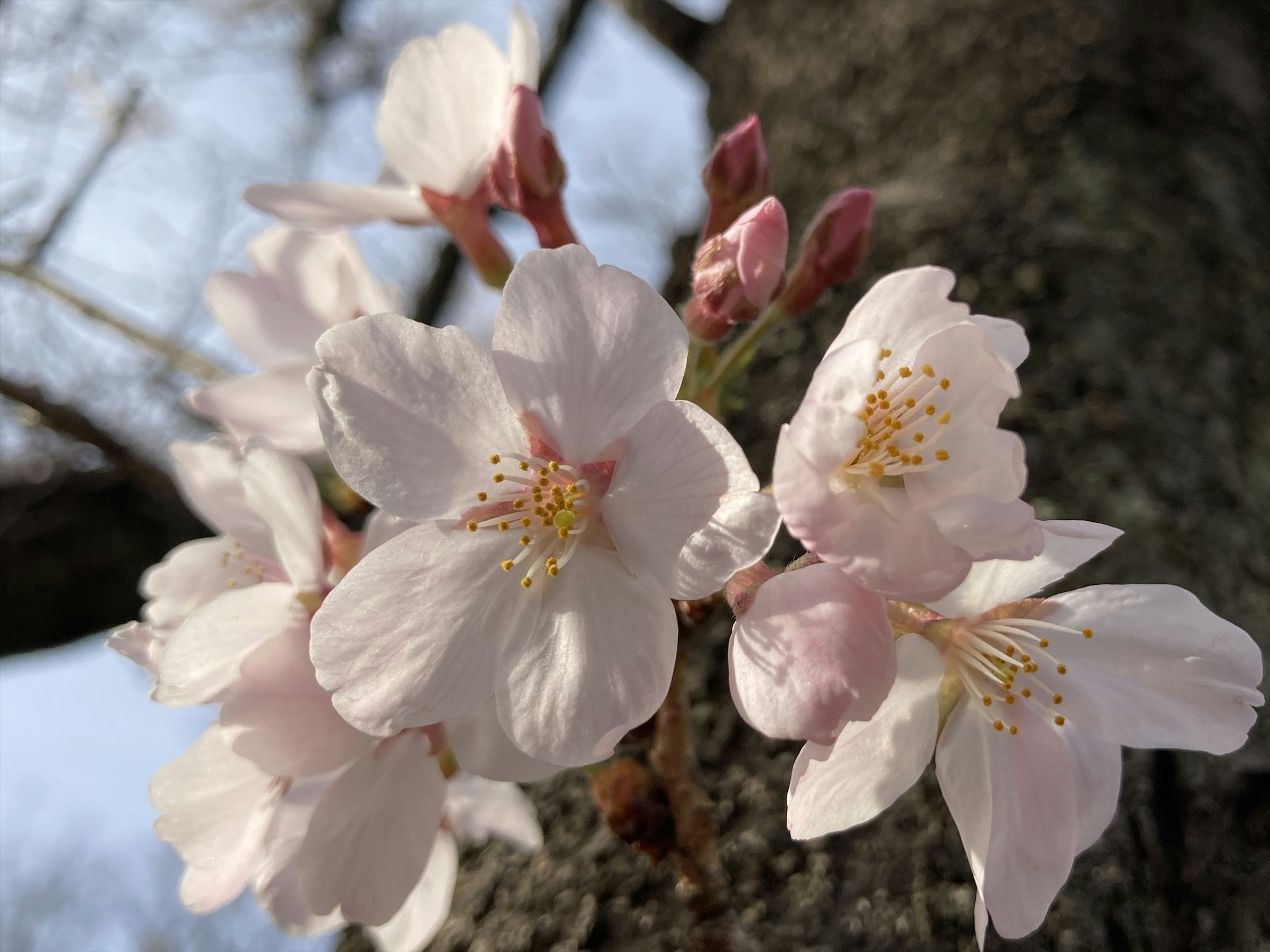 桜の花びらとつぼみが木に咲いている美しい写真