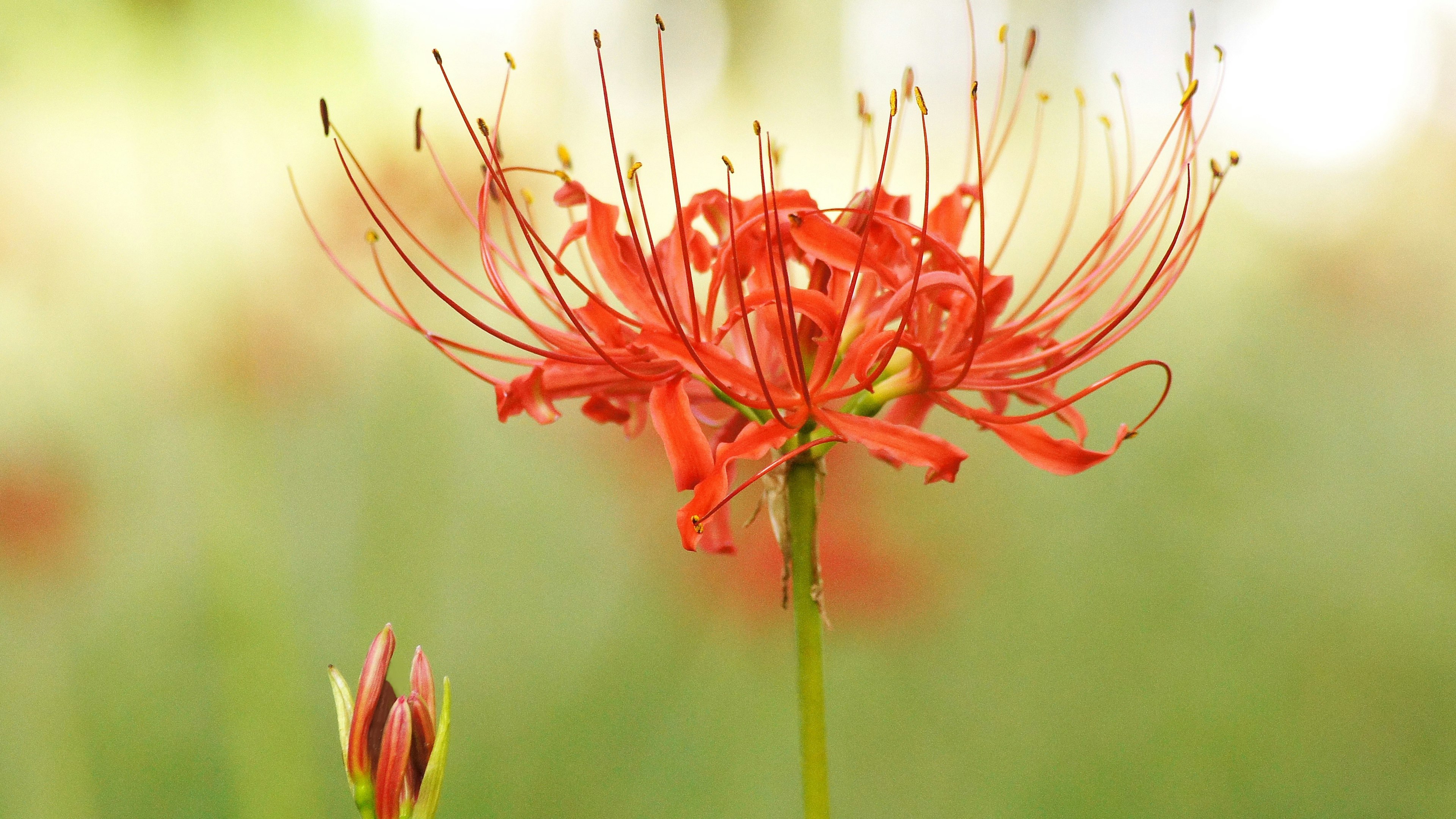 Vibrant red spider lily in focus with a soft green background