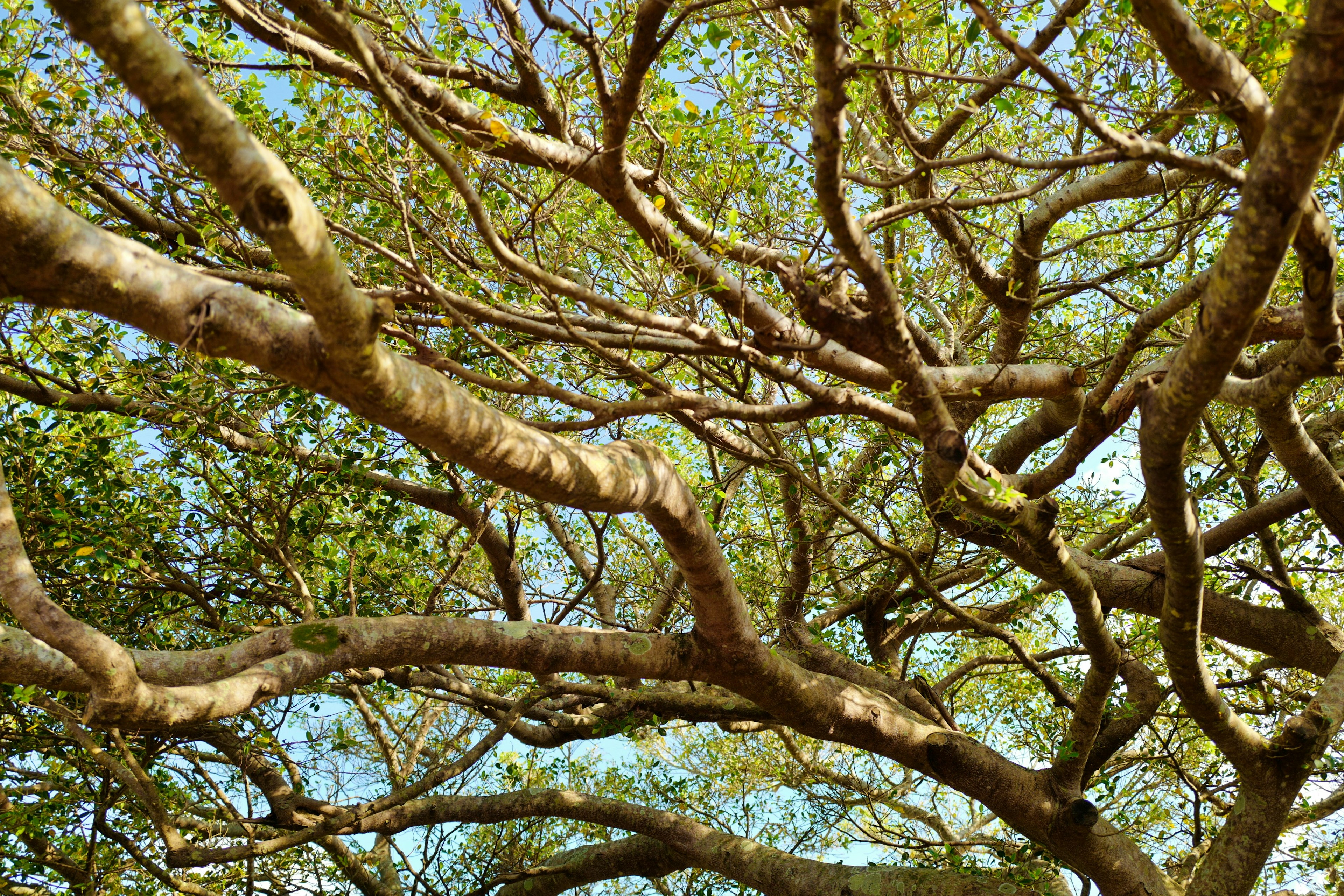 Intricate tree branches intertwined with lush green leaves