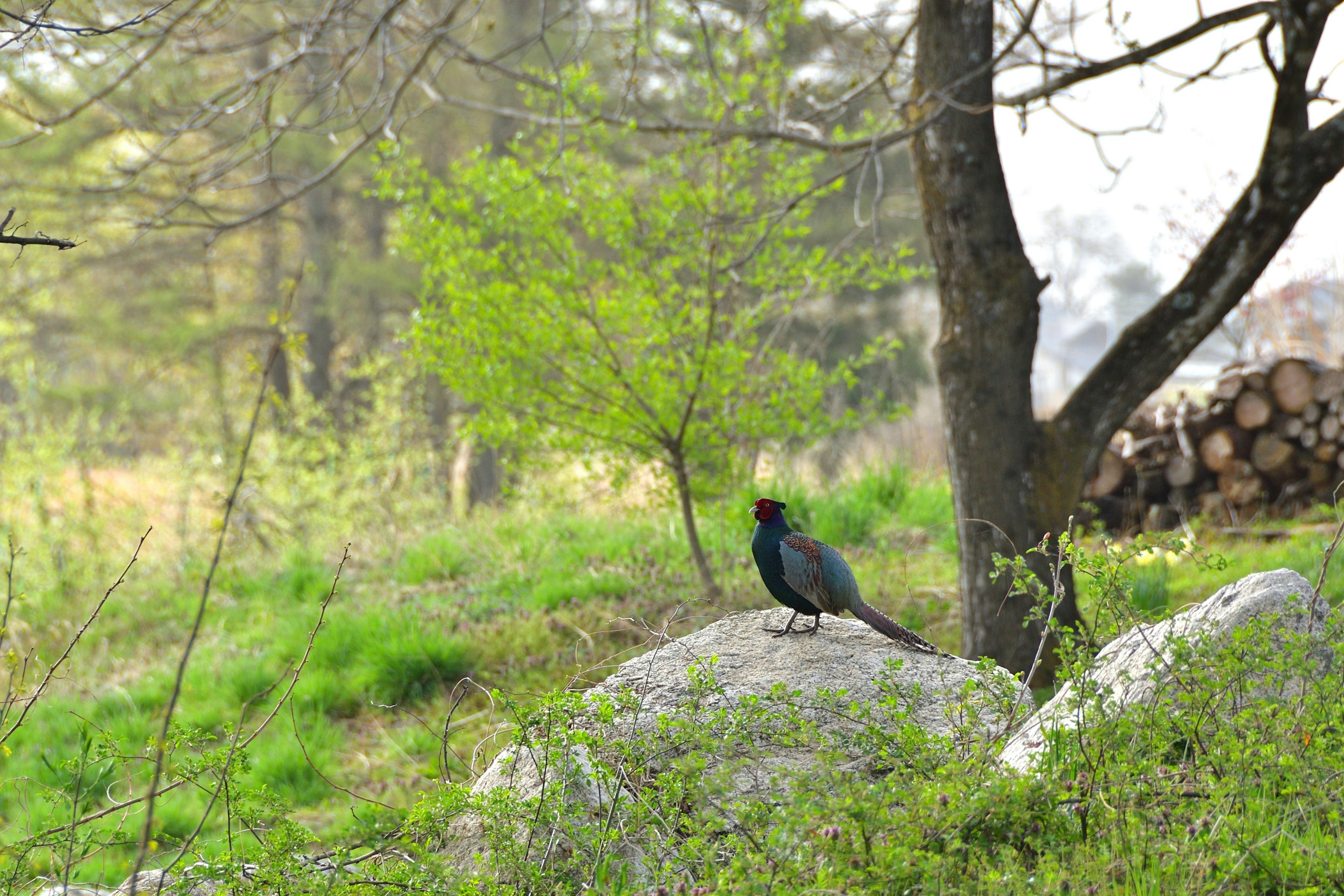 Un uccello nero appollaiato su una roccia in un prato verde con alberi intorno